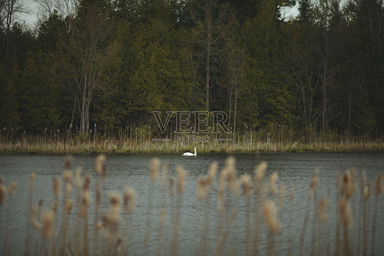 雄伟的天鹅优雅地滑翔过一个宁静的湖泊，周围是茂密的树木和植被照片摄影图片