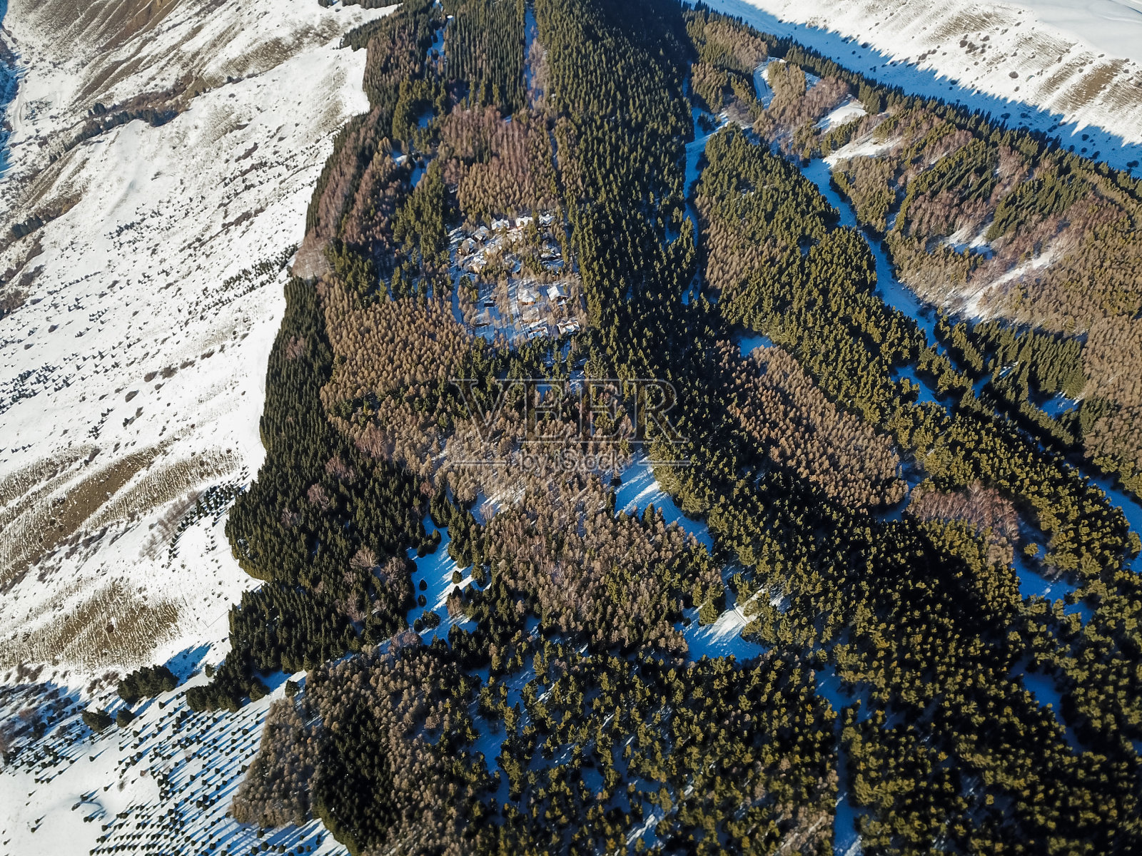 有冷杉树的雪山照片摄影图片