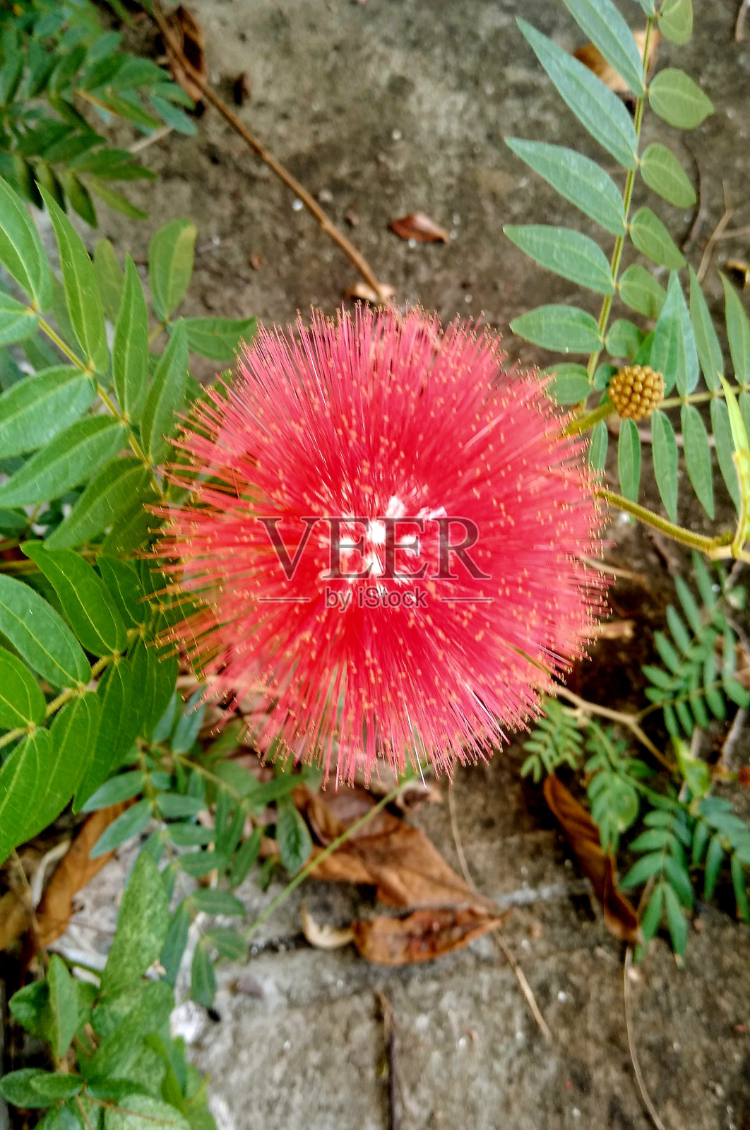 稀有红花照片摄影图片