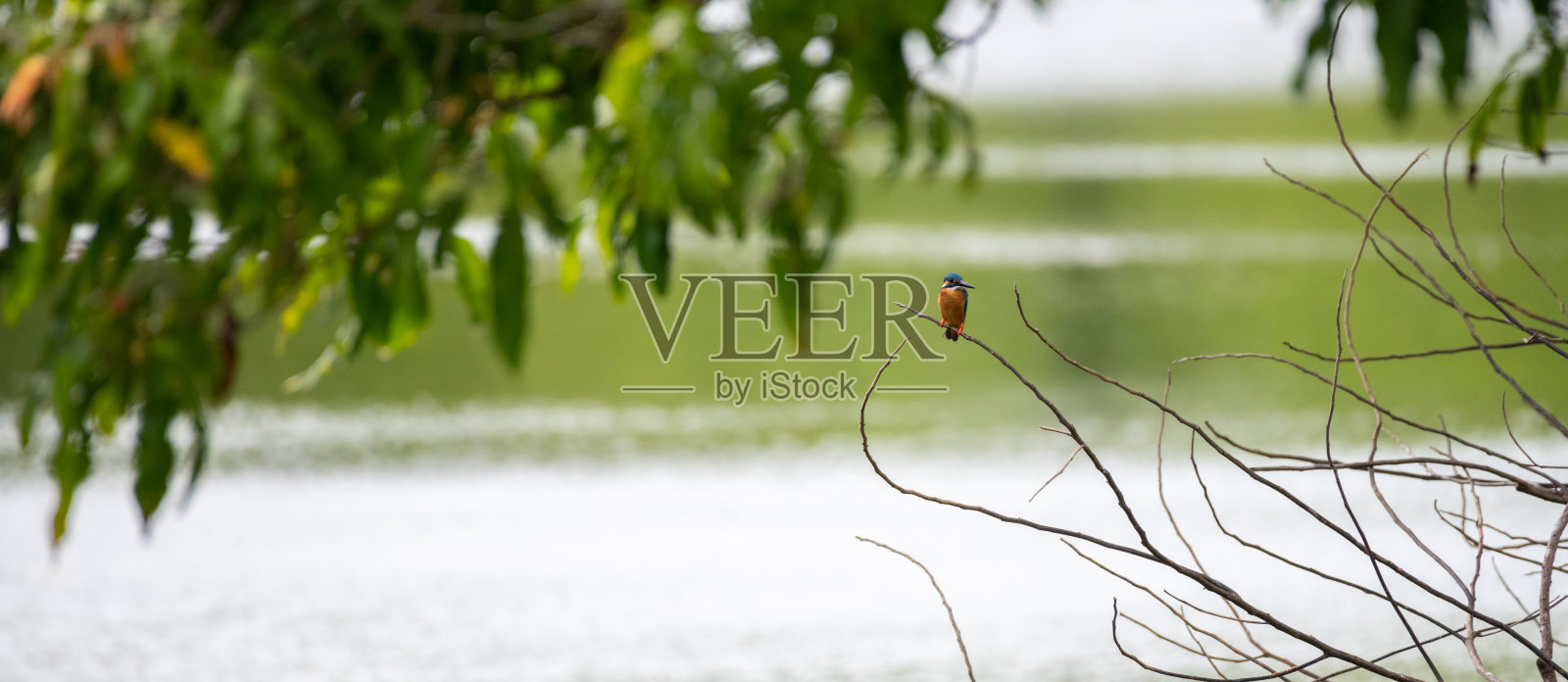 一只普通的小翠鸟栖息在淡水湖上一根光秃秃的树枝上。照片摄影图片