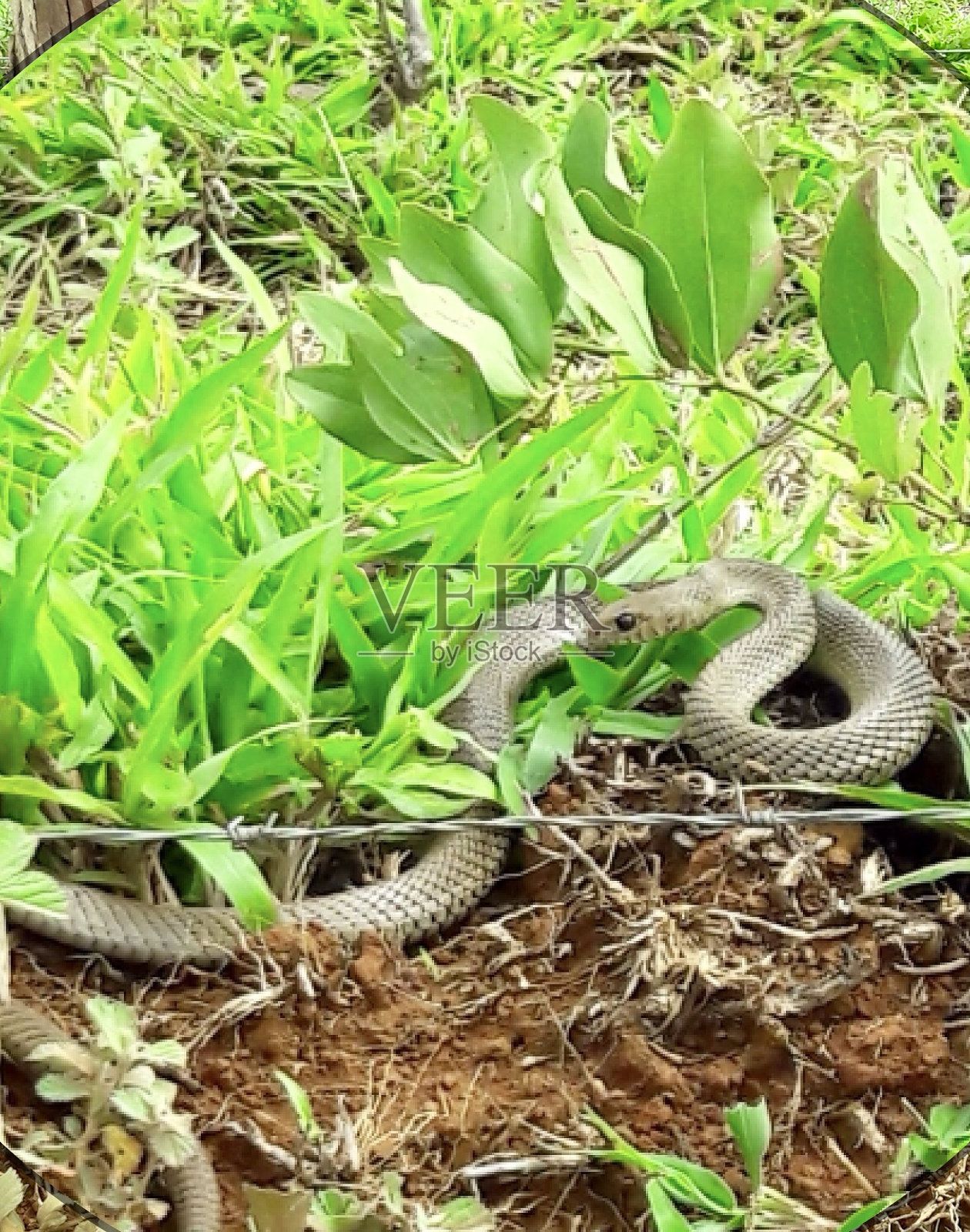 草丛中的蛇照片摄影图片