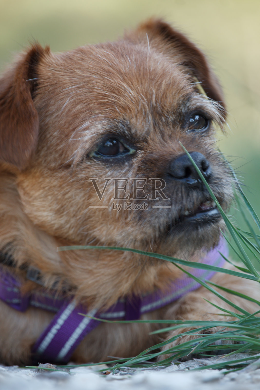 我的狗狗奈米躺在床上，眼睛感染结痂，西班牙贝尼洛巴照片摄影图片