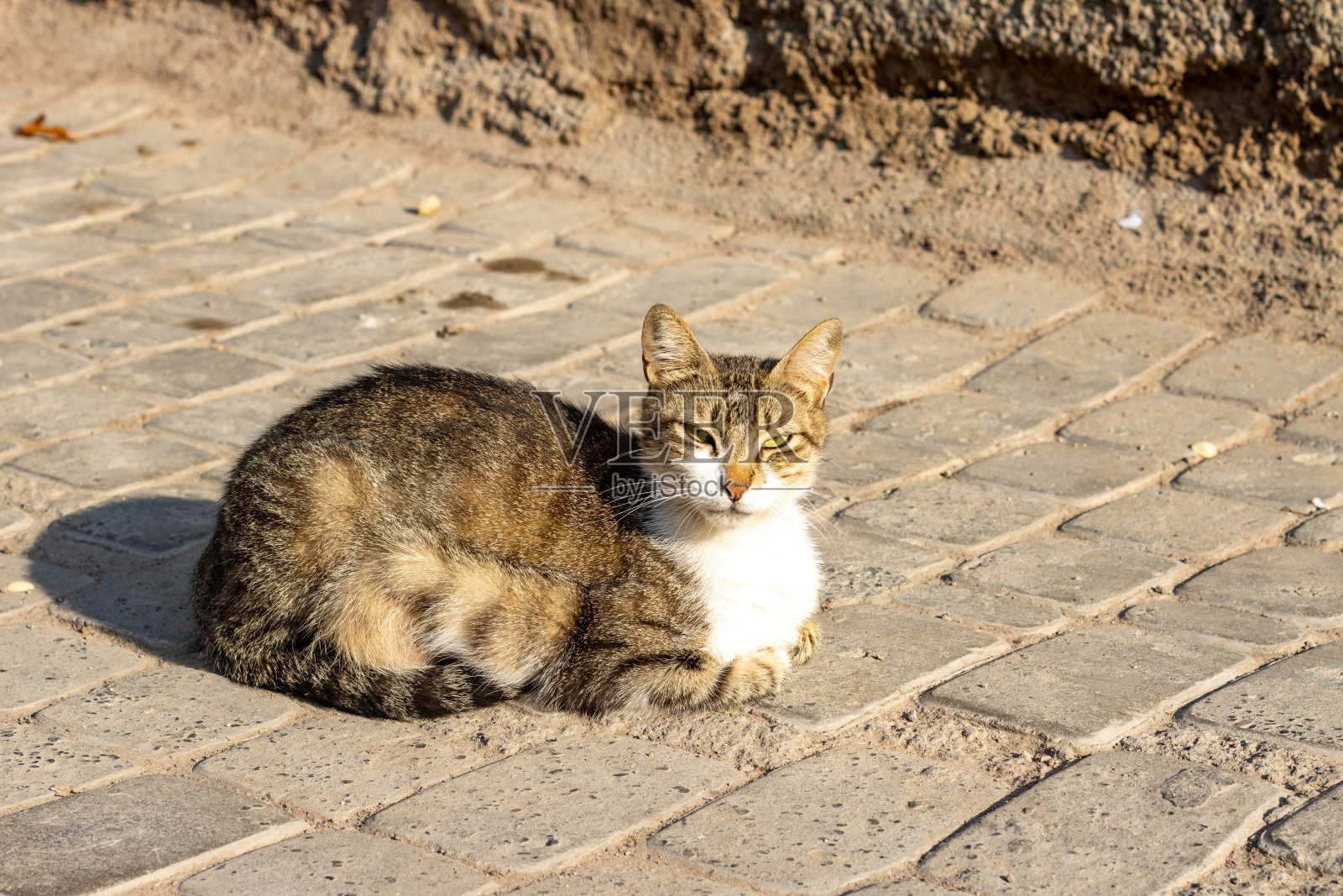摩洛哥马拉喀什麦地那地区的混血猫照片摄影图片