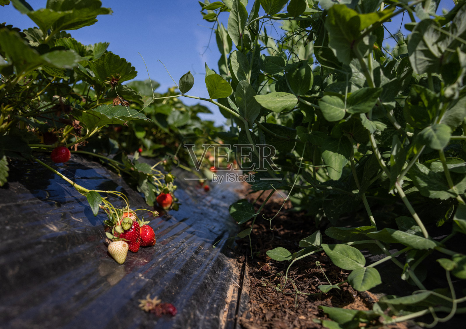 意大利的农业活动:草莓采摘照片摄影图片