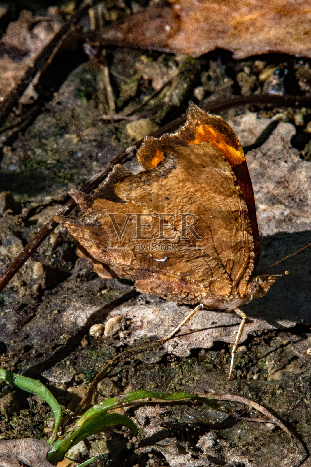 蝴蝶-逗号侧视图垂直照片摄影图片
