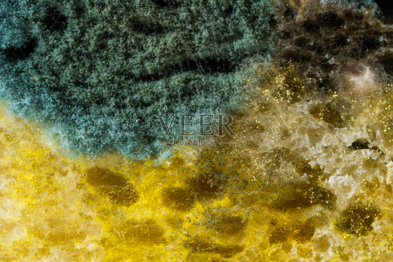 模具。好的模具。霉菌孢子，宏观。发霉光，发黄，透明。照片摄影图片