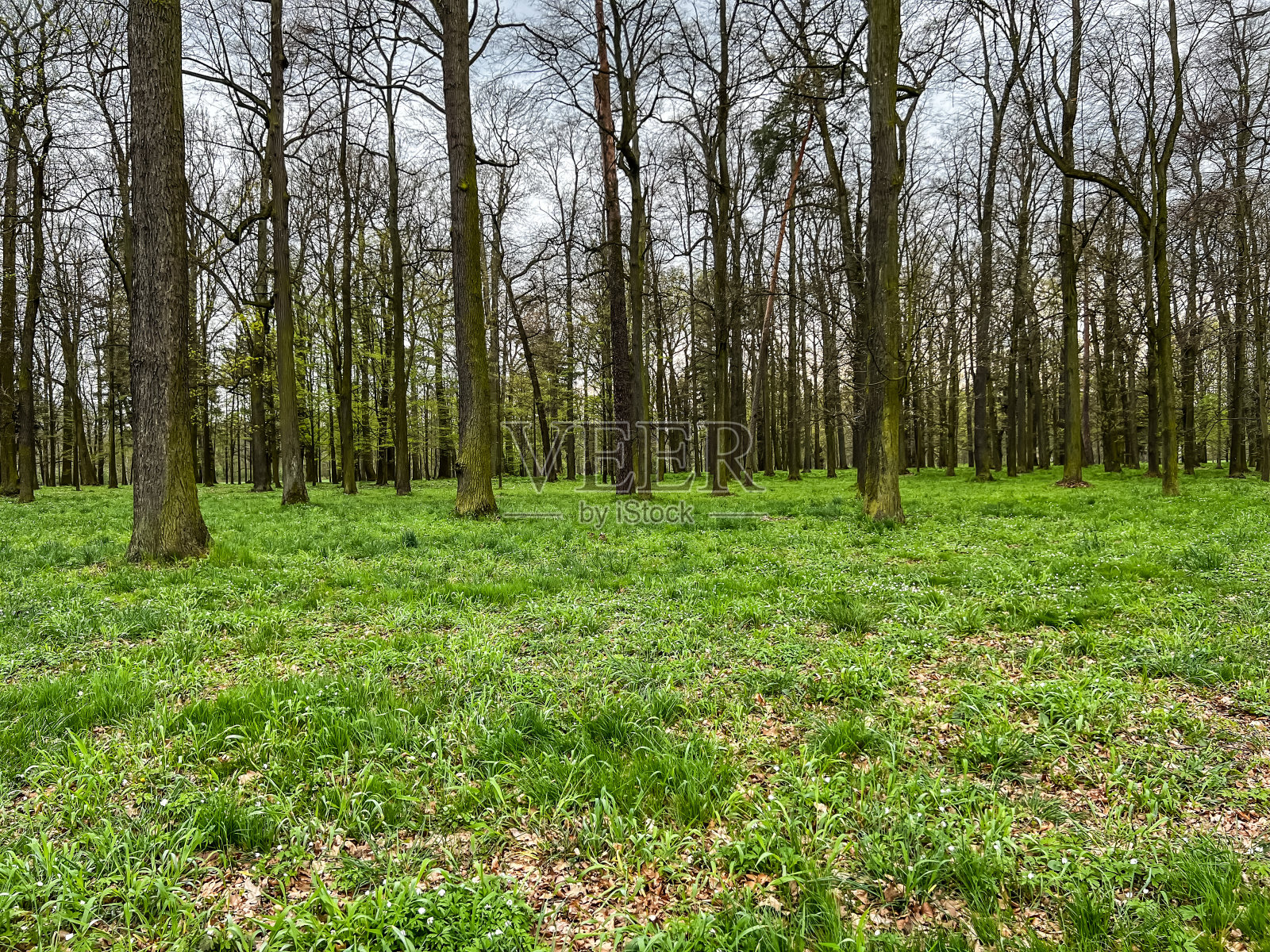 春天有老树的老公园照片摄影图片