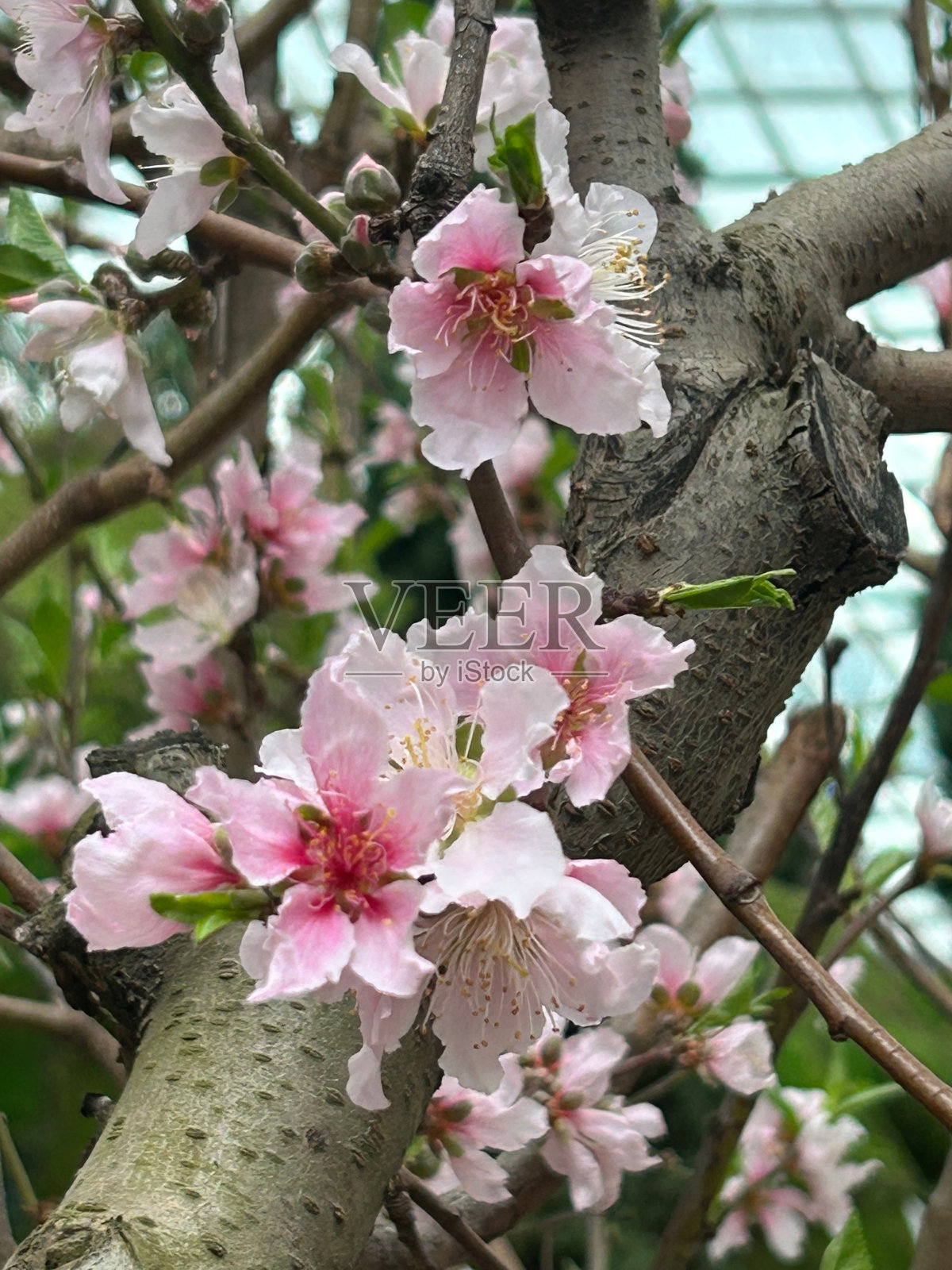 粉红色的花朵在绿色的背景和绿色的天空下生长照片摄影图片
