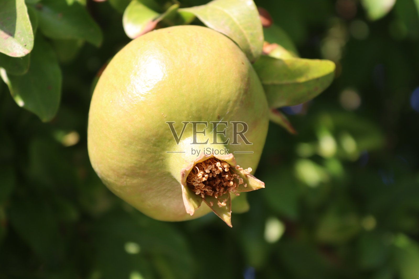 绿石榴在树上照片摄影图片