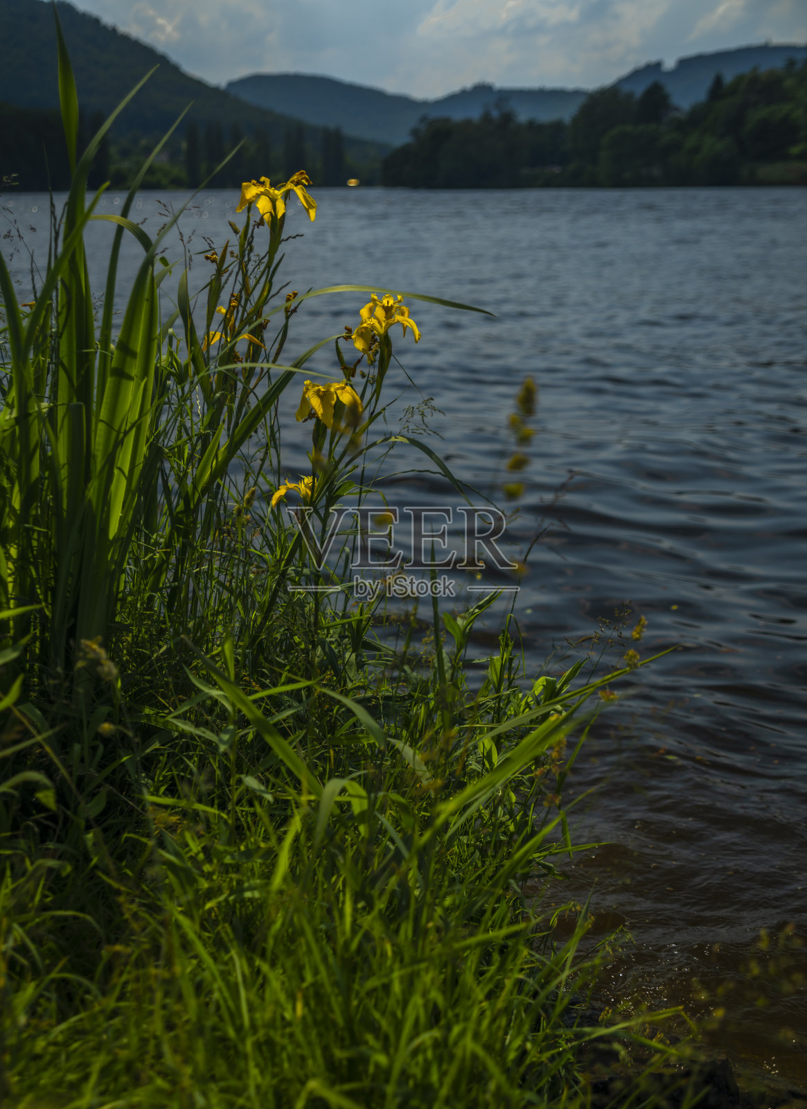 黄色的春花靠近蓝色的水河拉贝在夏天的晴天照片摄影图片
