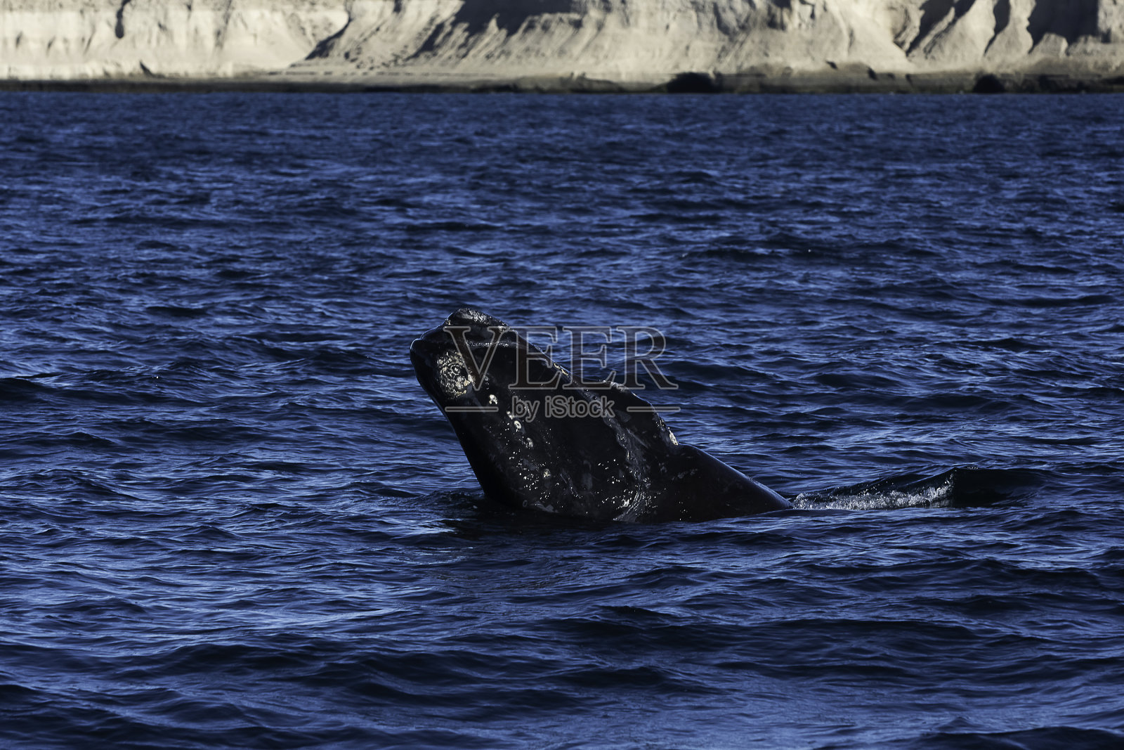 南露脊鲸呼吸，瓦尔德斯半岛，阿根廷巴塔哥尼亚照片摄影图片