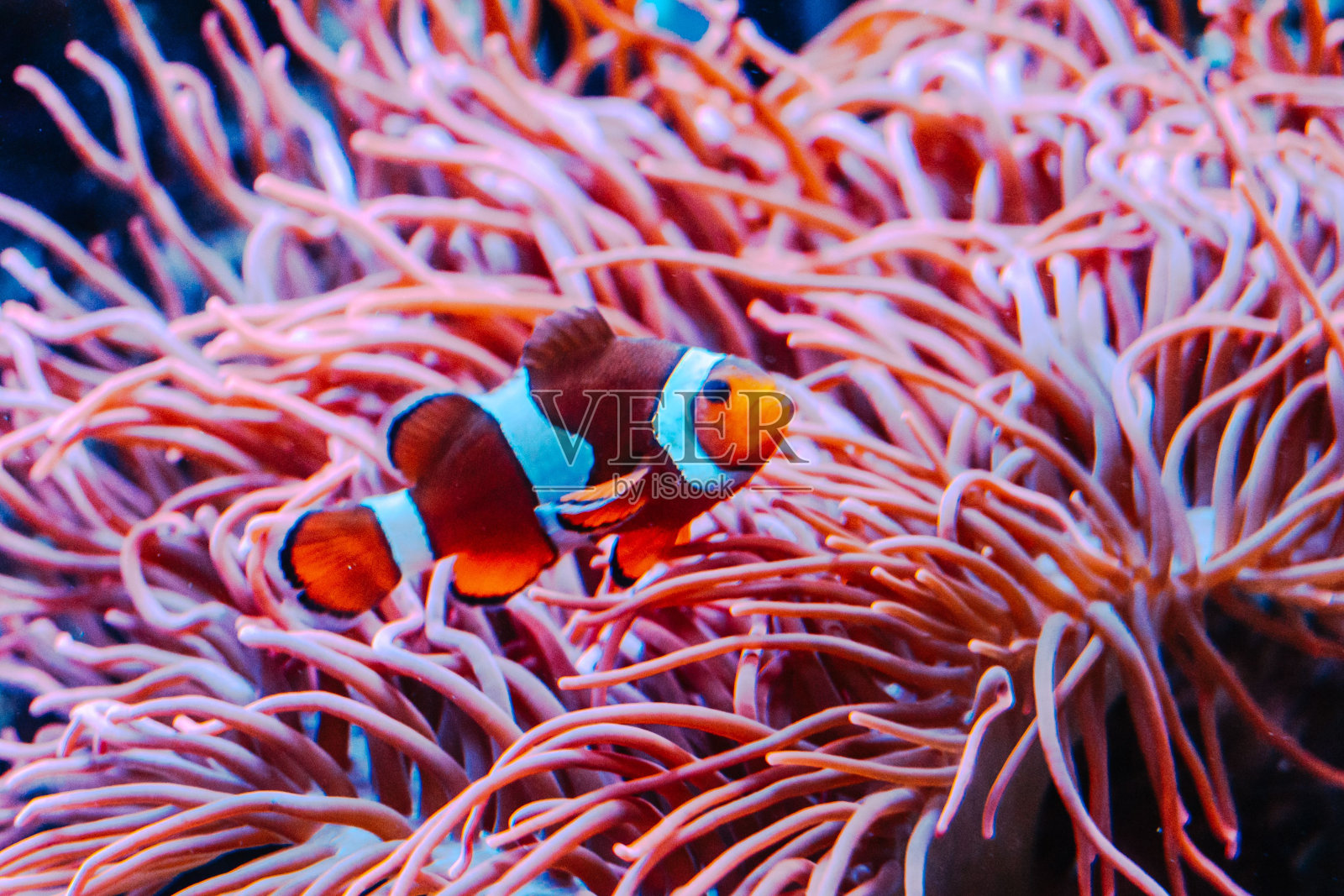 在水族馆里游泳的小丑鱼照片摄影图片