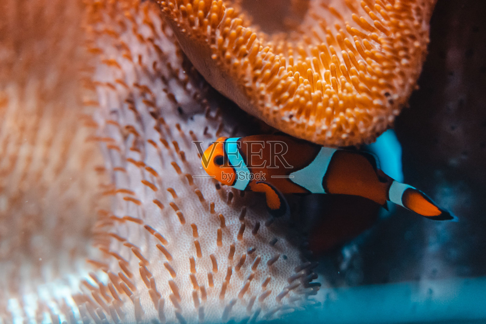 在水族馆里游泳的小丑鱼照片摄影图片
