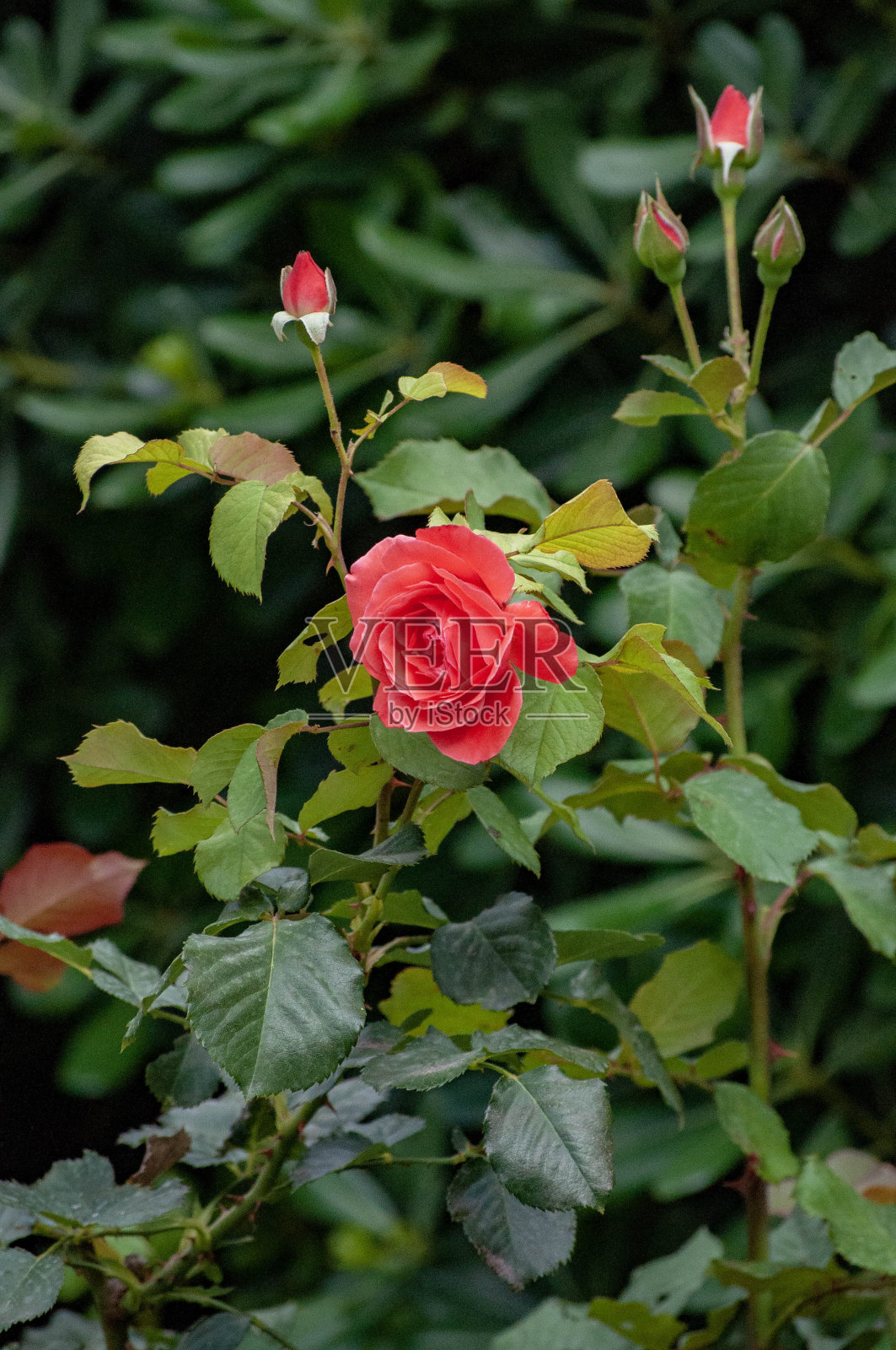 雅典城周围的鲜花照片摄影图片