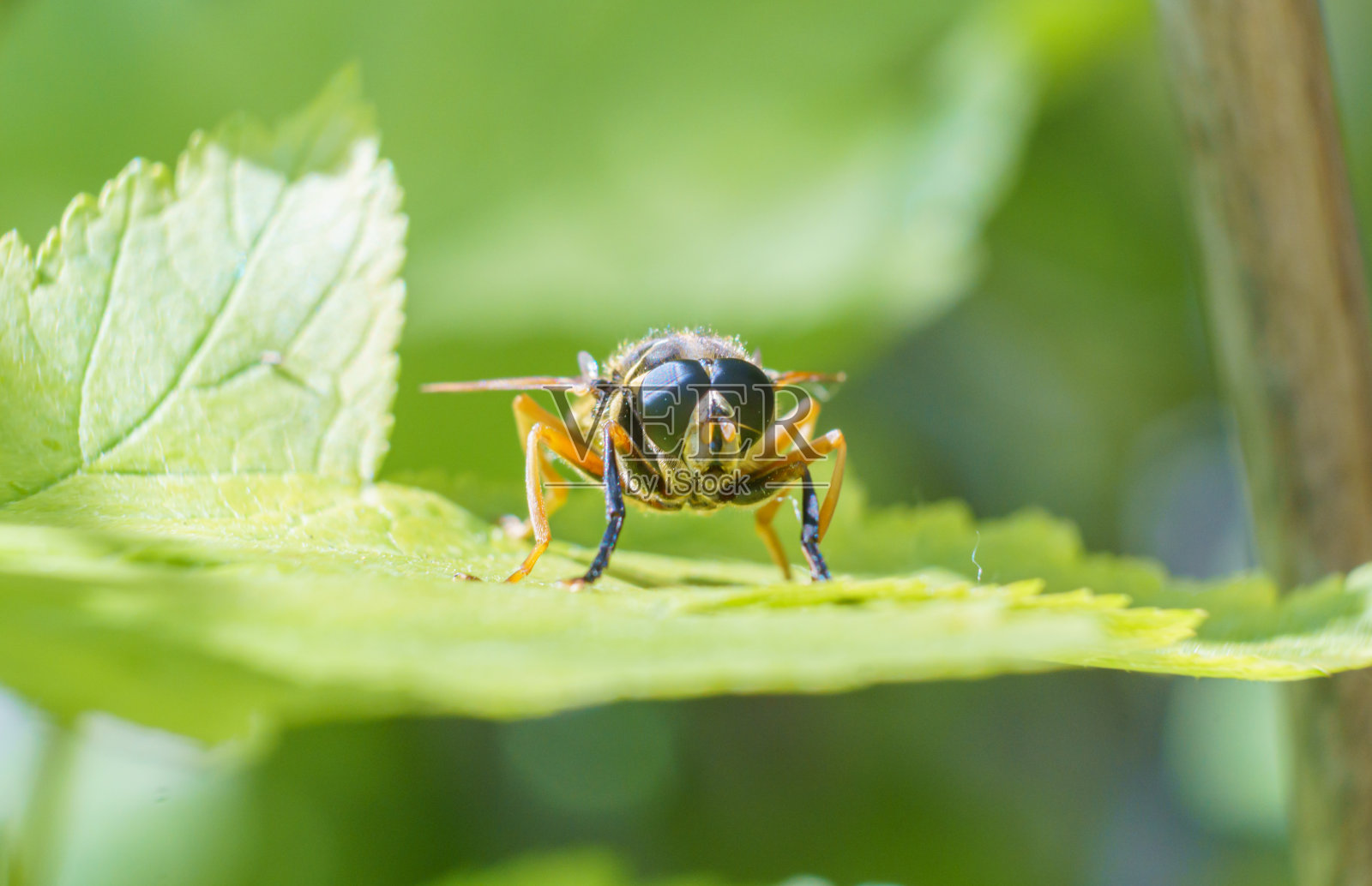 一只黄蜂站在花园里灌木丛的绿叶上。采集花蜜。昆虫的特写照片摄影图片