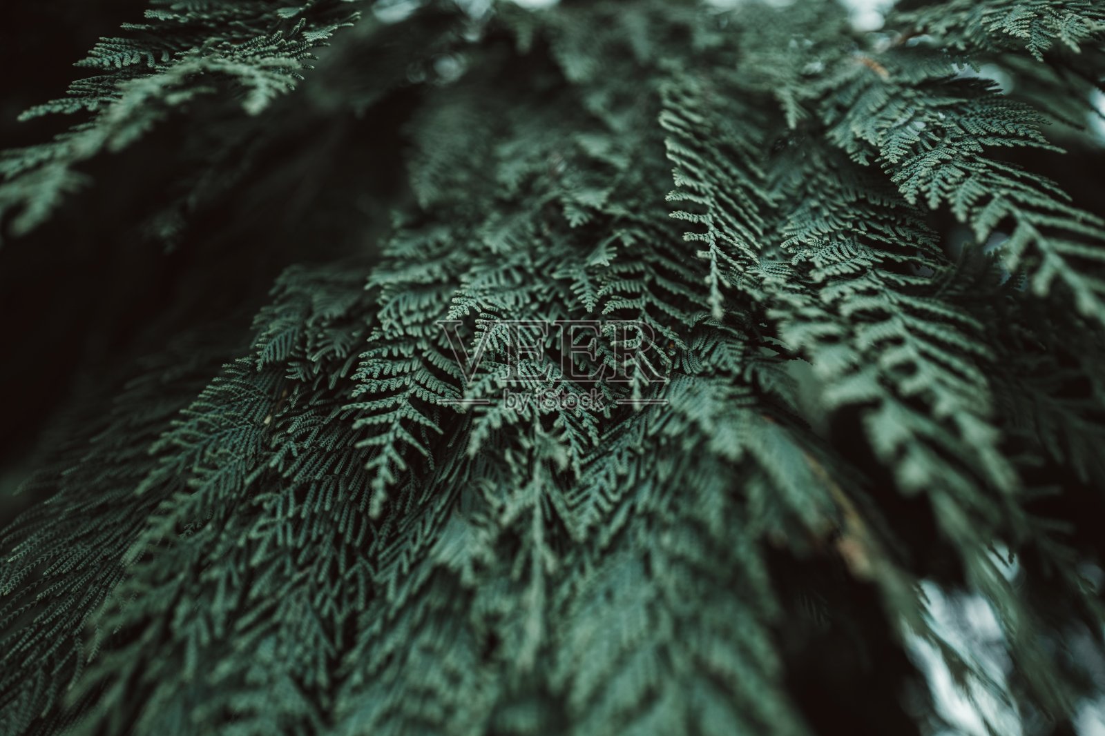 夏季热带绿色植物。自然的异国背景。自然之美。照片摄影图片