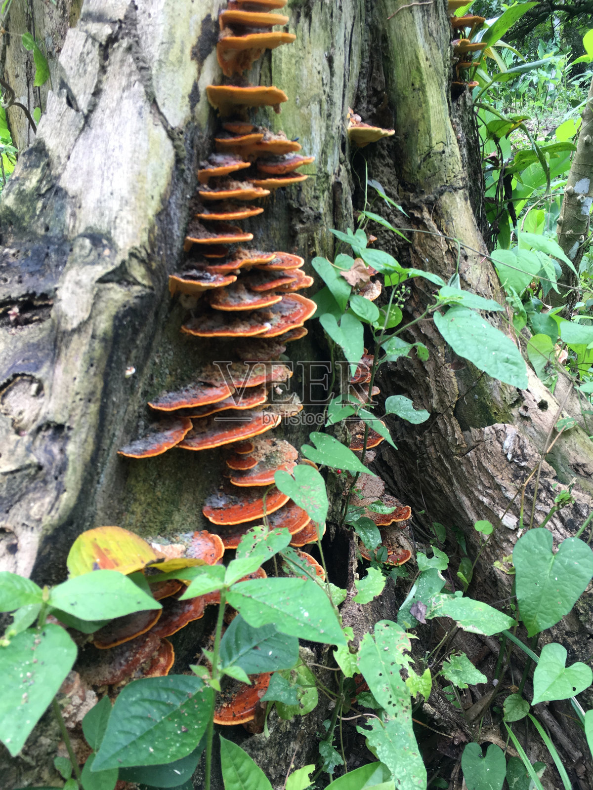 Nature-Costa黎加照片摄影图片