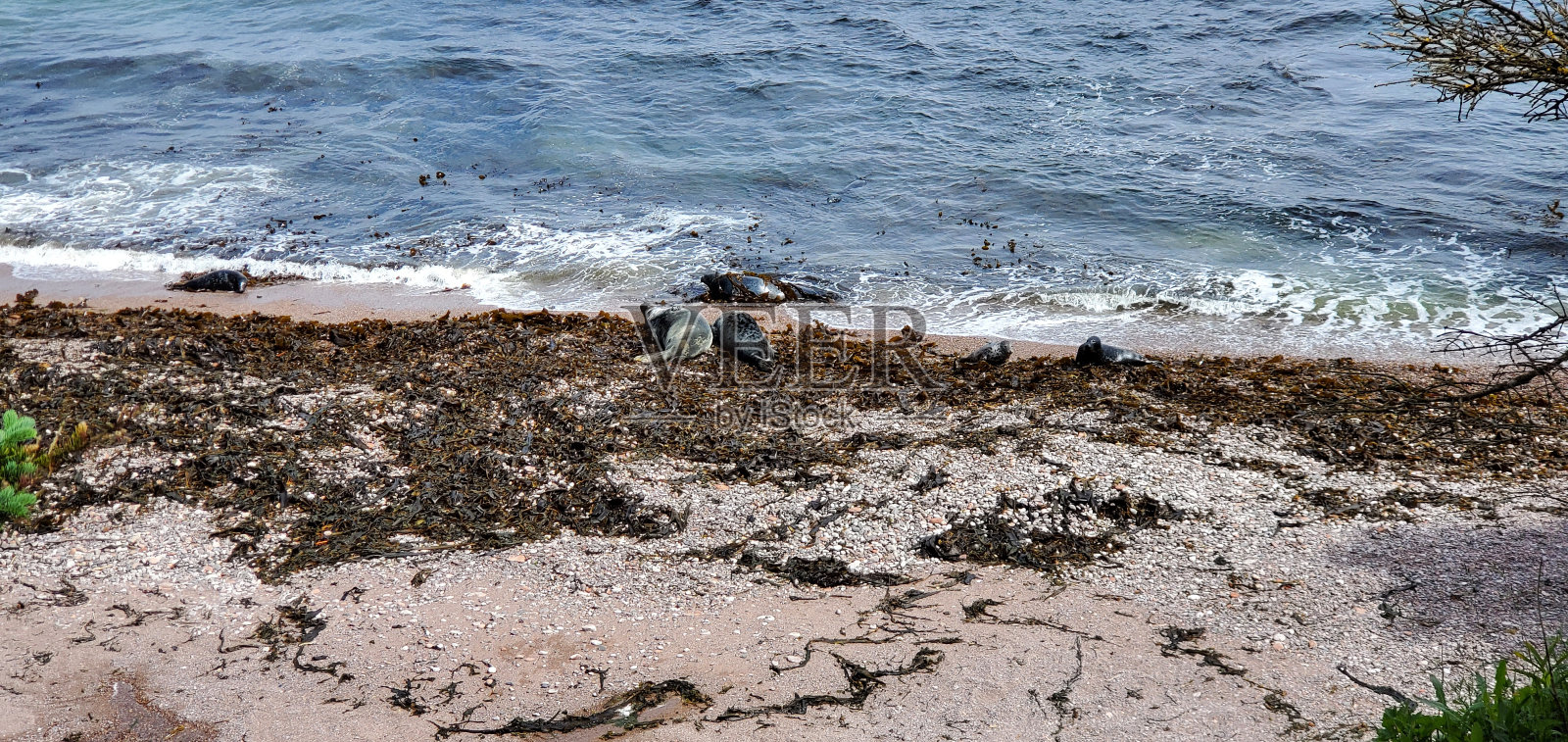 海豹gasaspesie Bonaventure岛大西洋海岸海洋海湾圣劳伦斯魁北克照片摄影图片