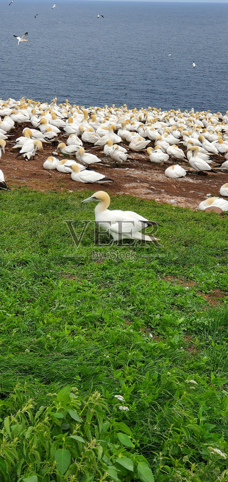 北部甘尼特聚居地Bonaventure岛加斯派西加斯派半岛魁北克省大西洋沿岸的海鸟照片摄影图片