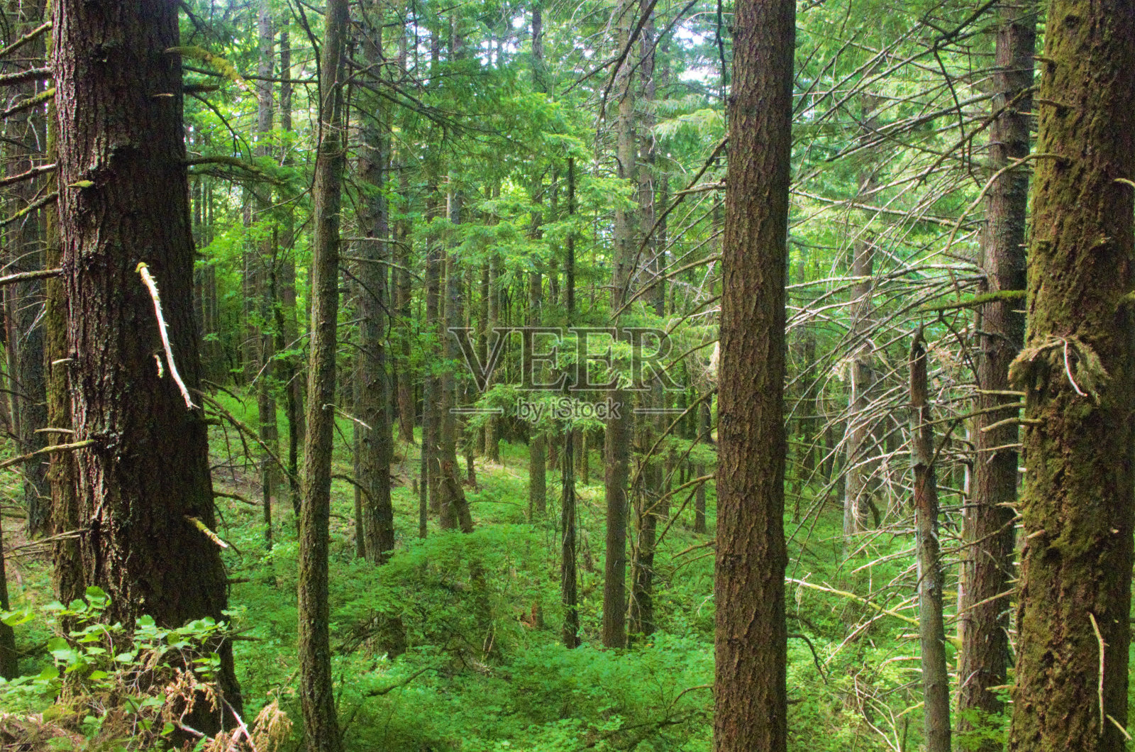 茂密的松林照片摄影图片