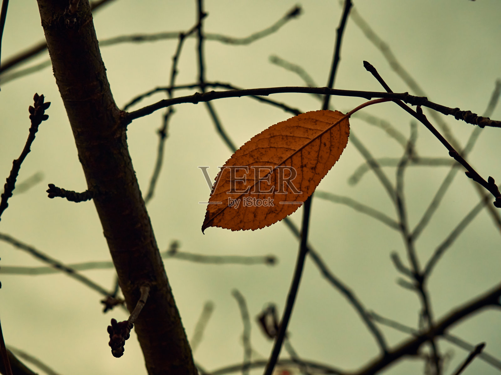 在樱桃树的许多光秃秃的树枝间，挂着最后一片秋叶照片摄影图片