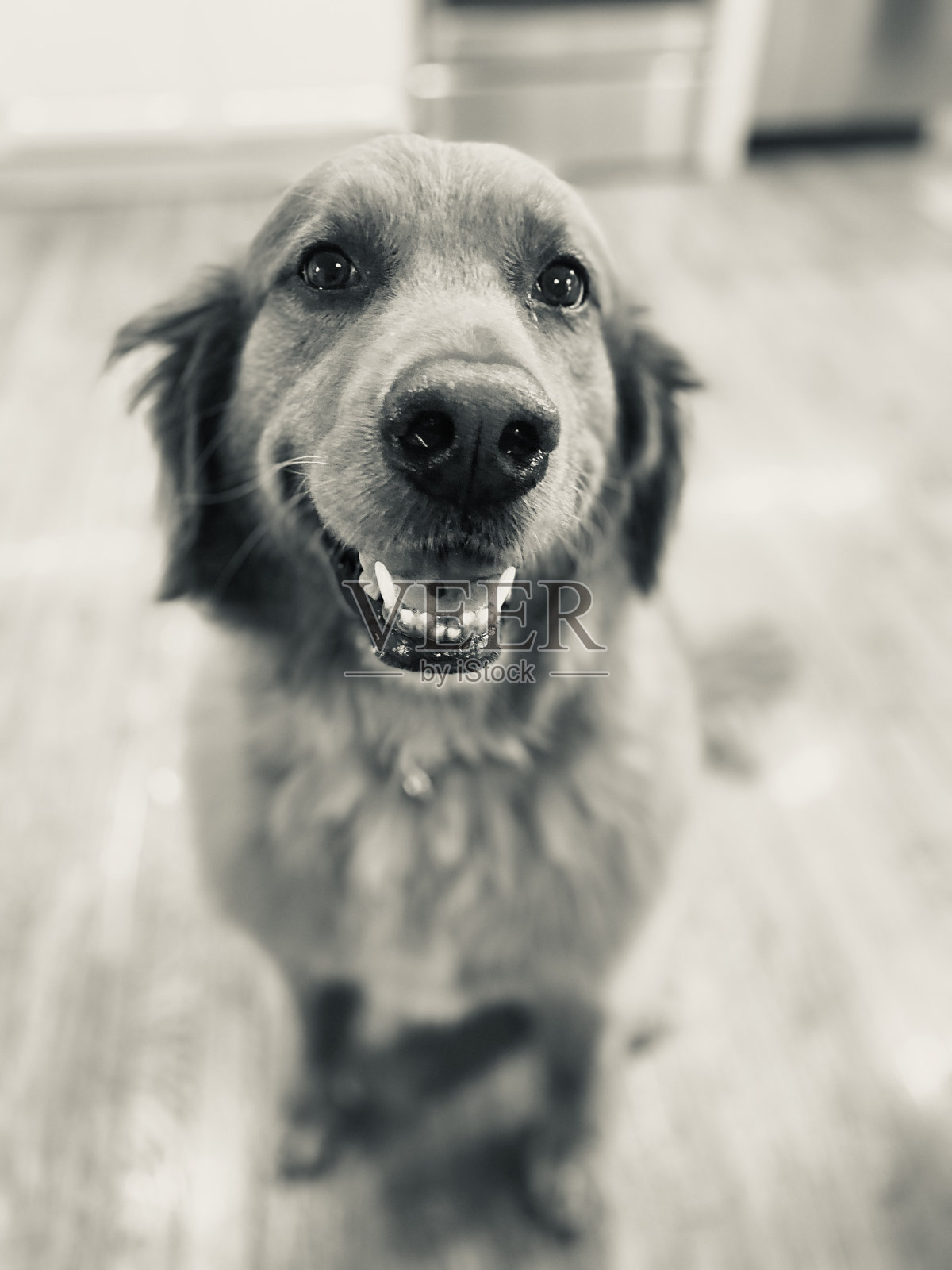 金色的微笑照片摄影图片