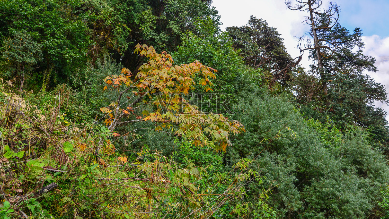 尼泊尔的安纳普尔纳徒步小径照片摄影图片
