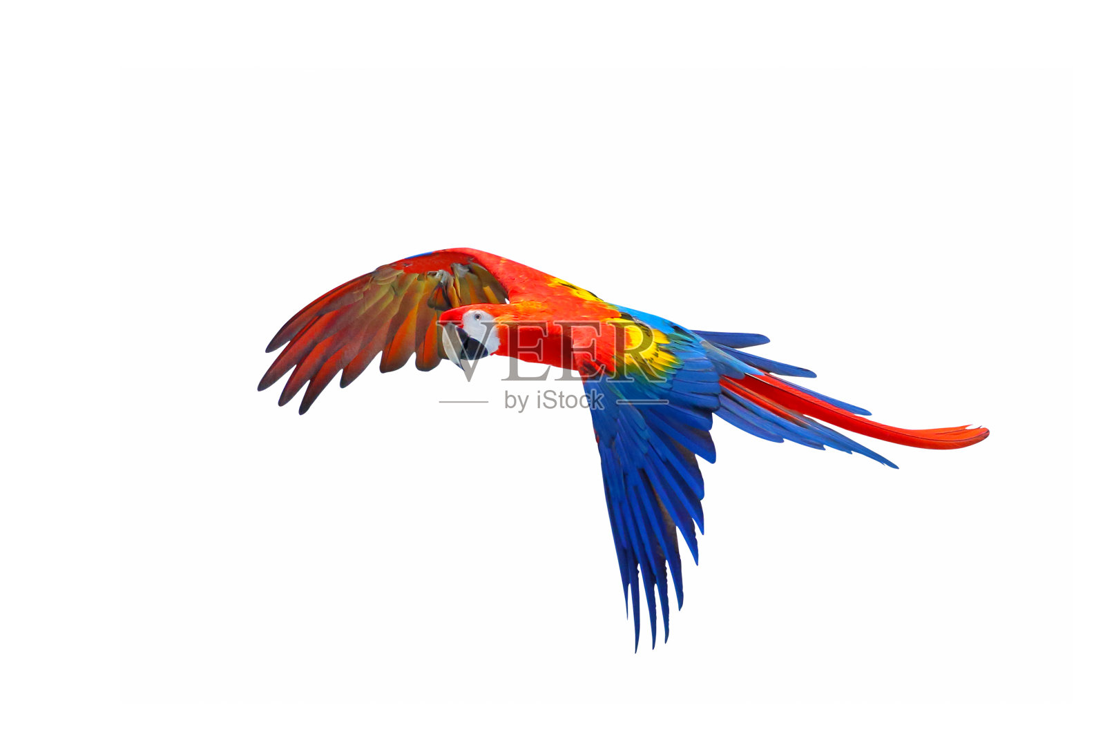 鹦鹉照片摄影图片