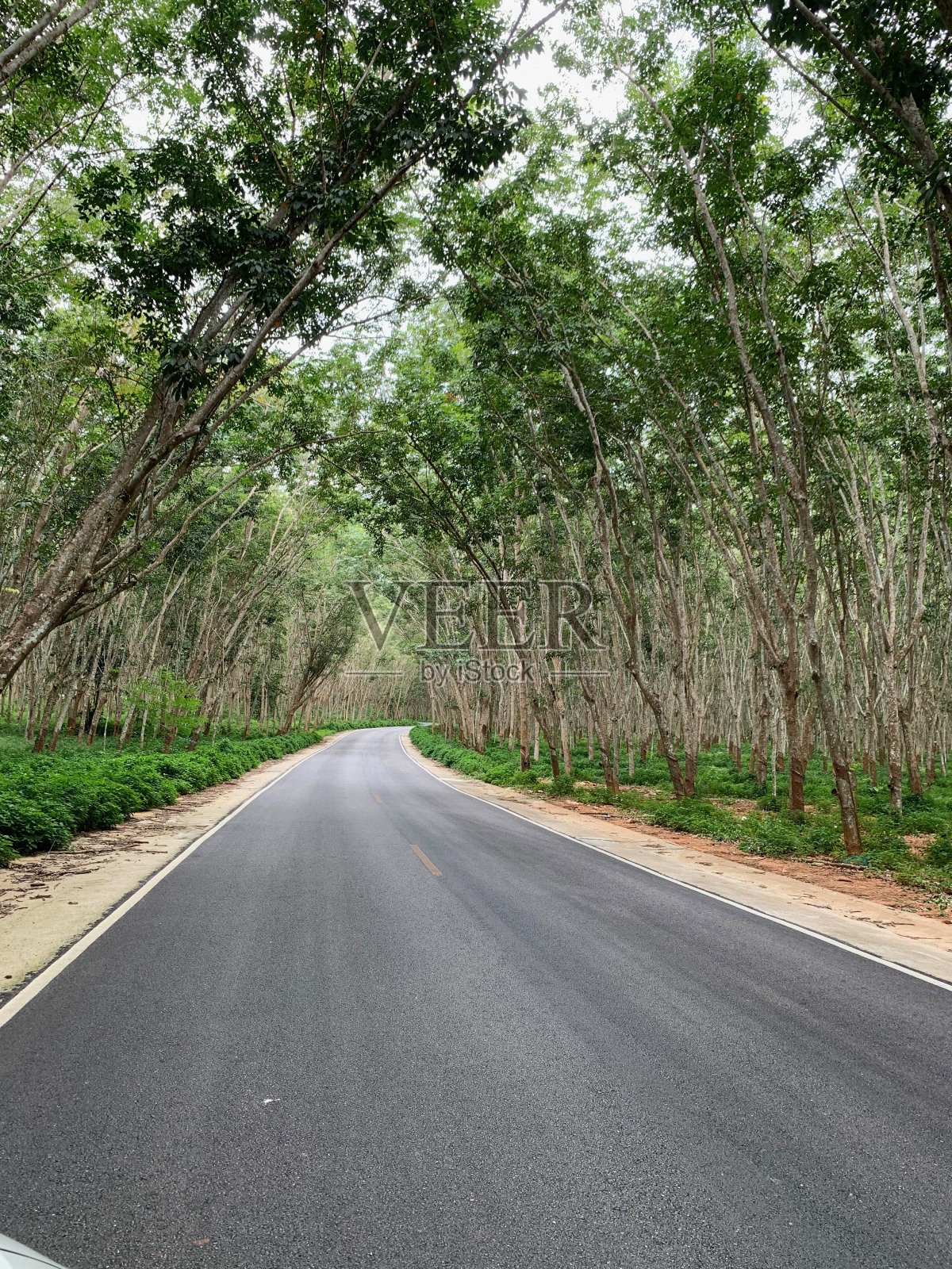 弯曲的道路或树木覆盖的自然旅游路线照片摄影图片