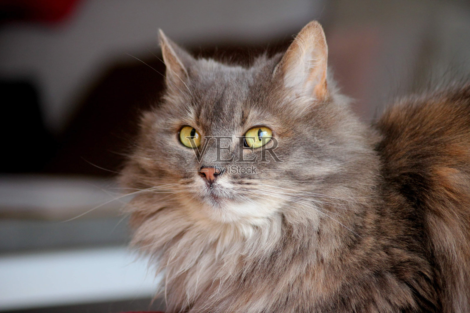 猫佩妮照片摄影图片