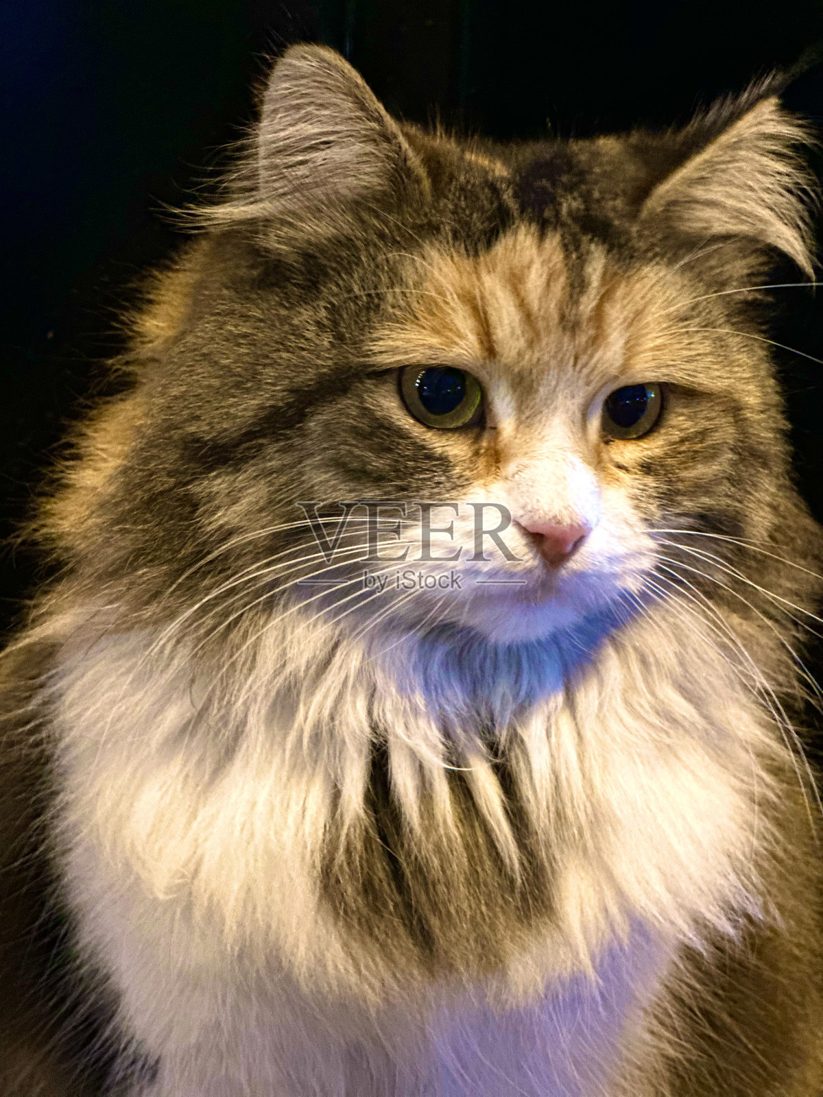 野猫照片摄影图片