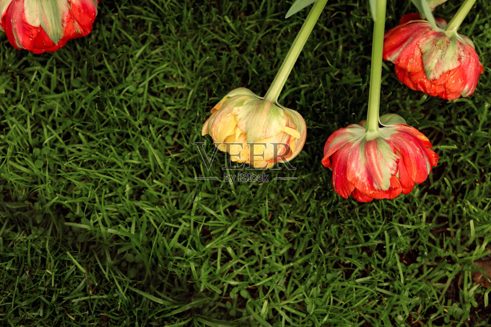 红黄牡丹郁金香的花蕾躺在草坪上照片摄影图片