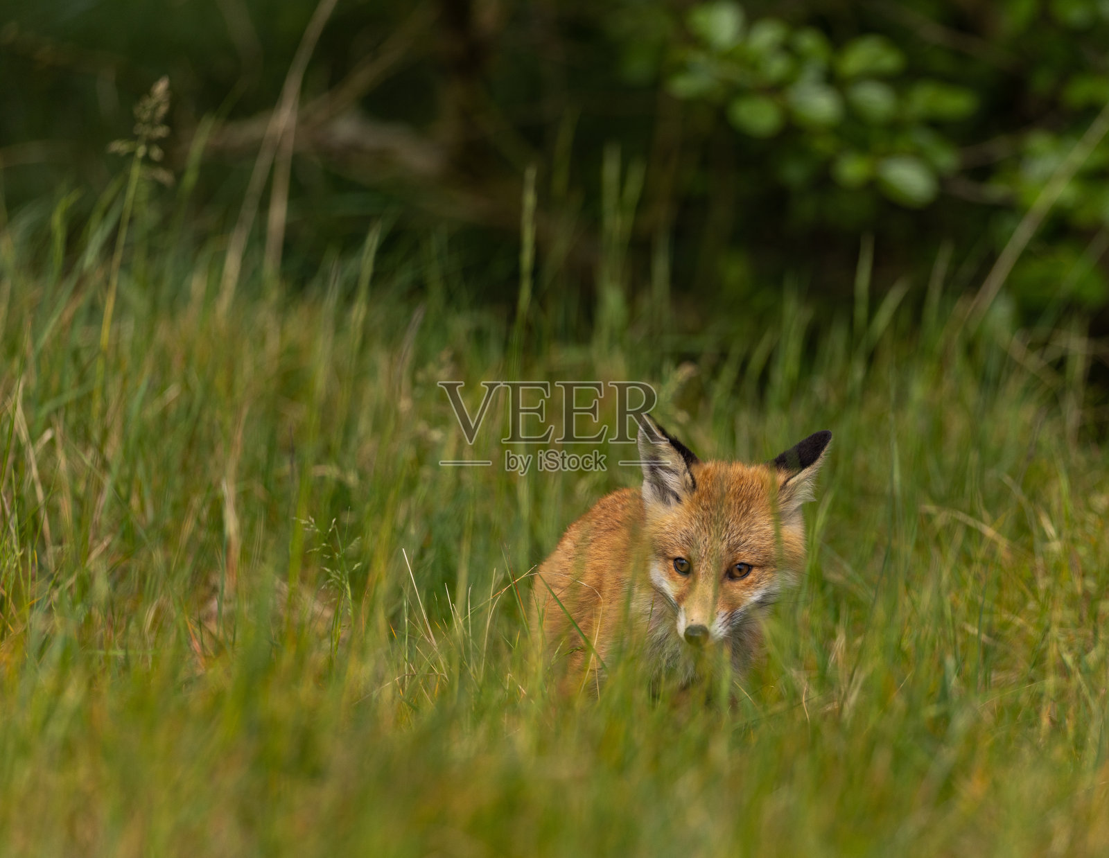 红狐幼崽照片摄影图片