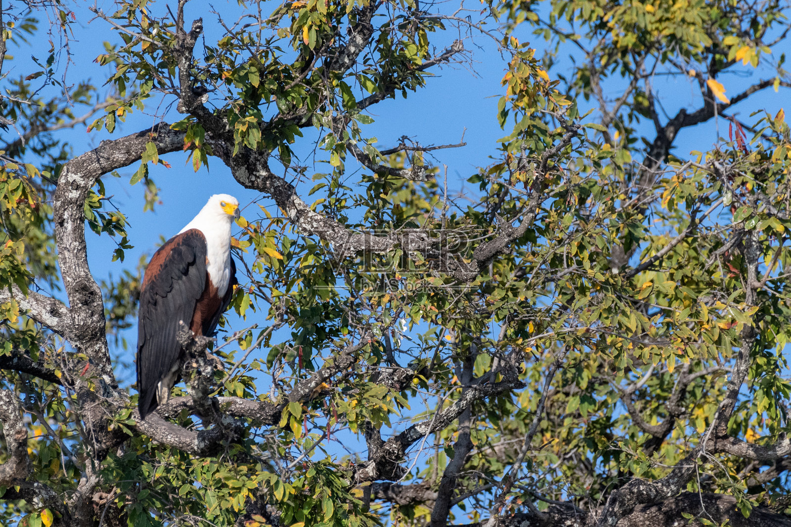 非洲鱼鹰照片摄影图片