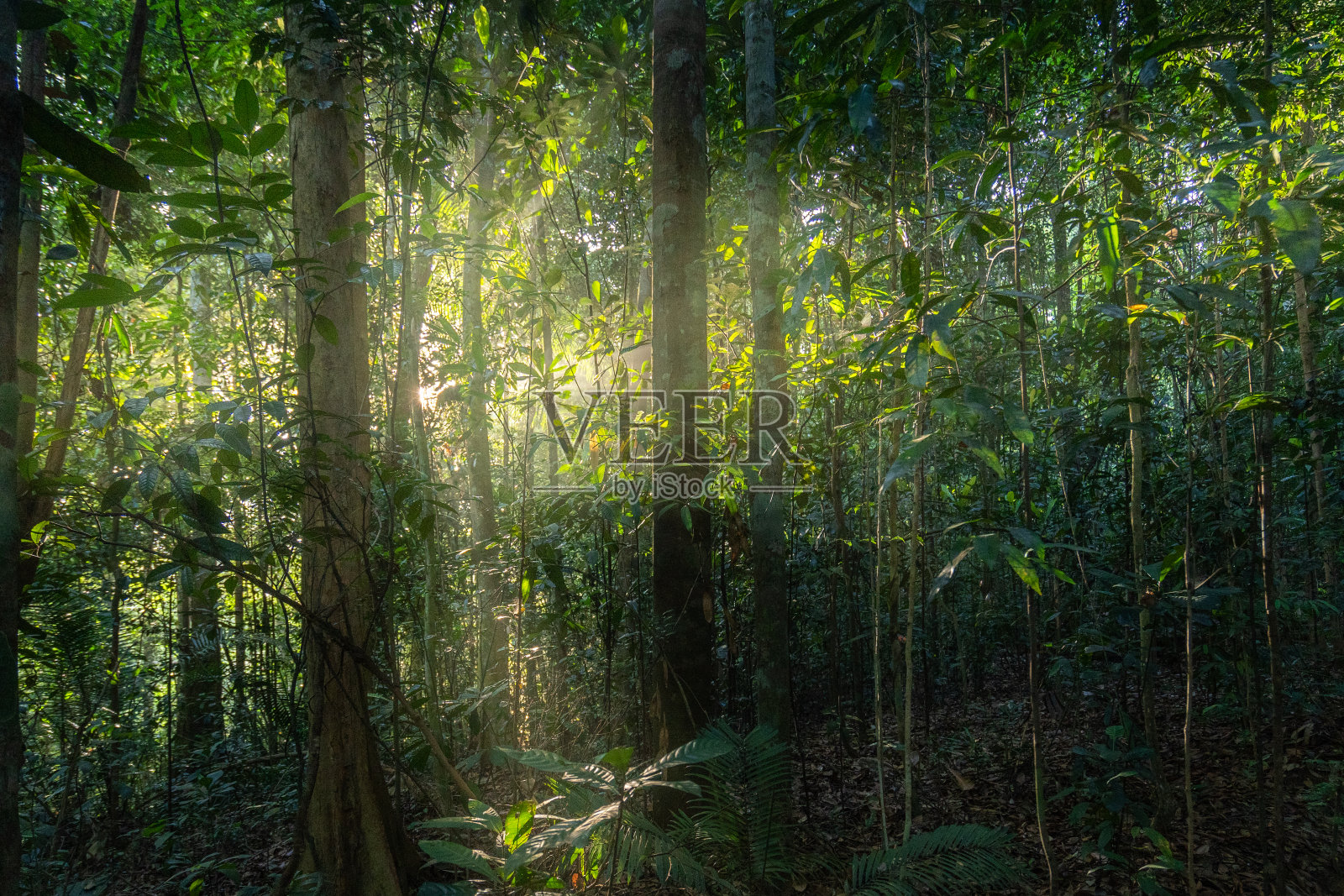 太阳透过树照射的低角度视图照片摄影图片