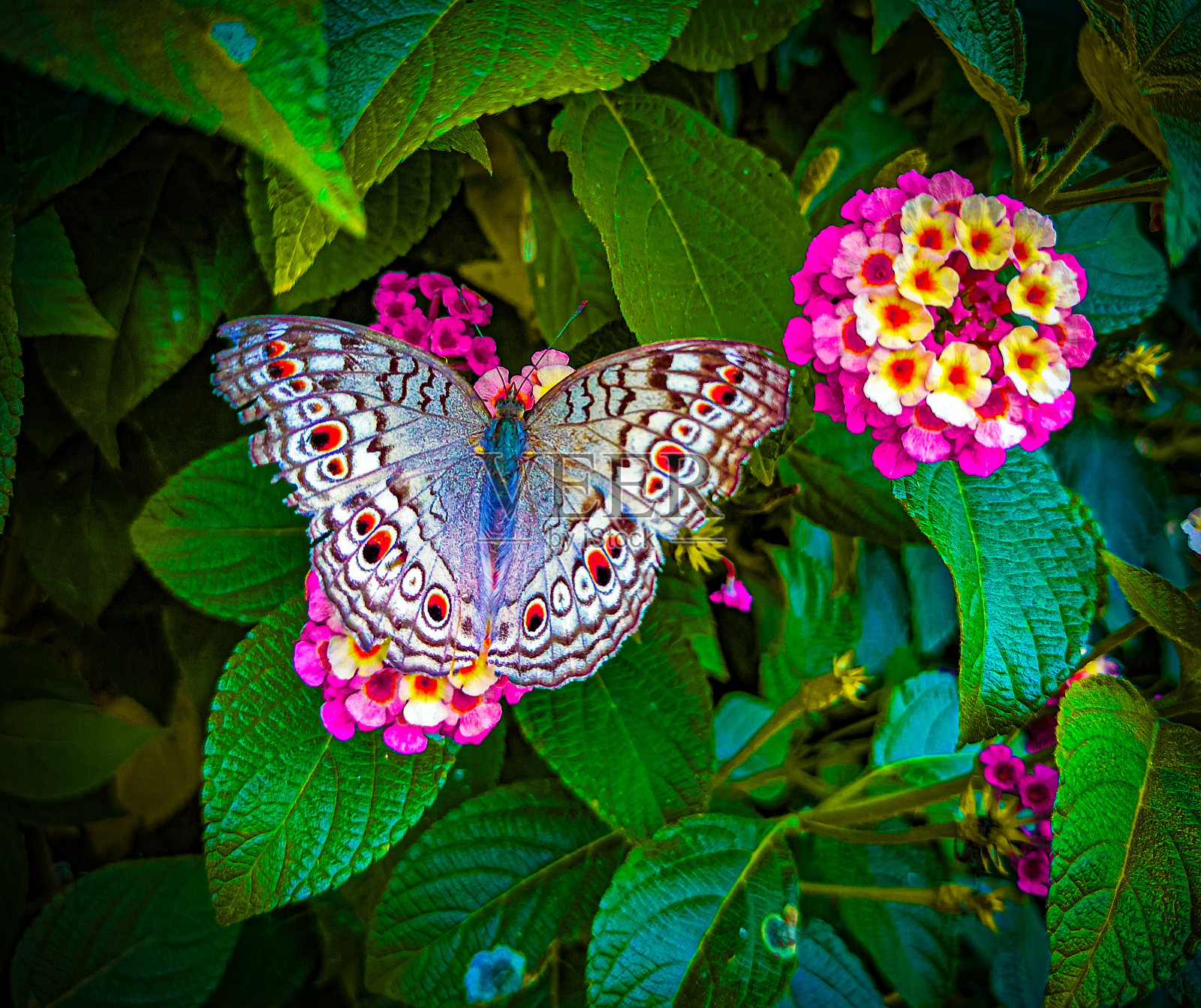 美丽的蝴蝶在花上照片摄影图片