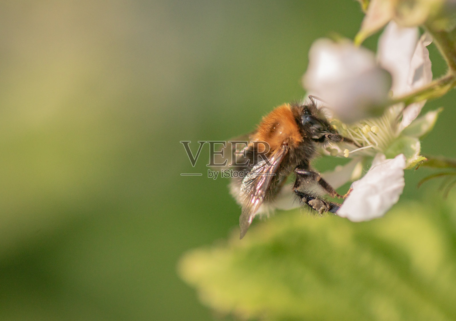 一只大黄蜂和一只蜜蜂在一朵黑莓花上采集花蜜照片摄影图片