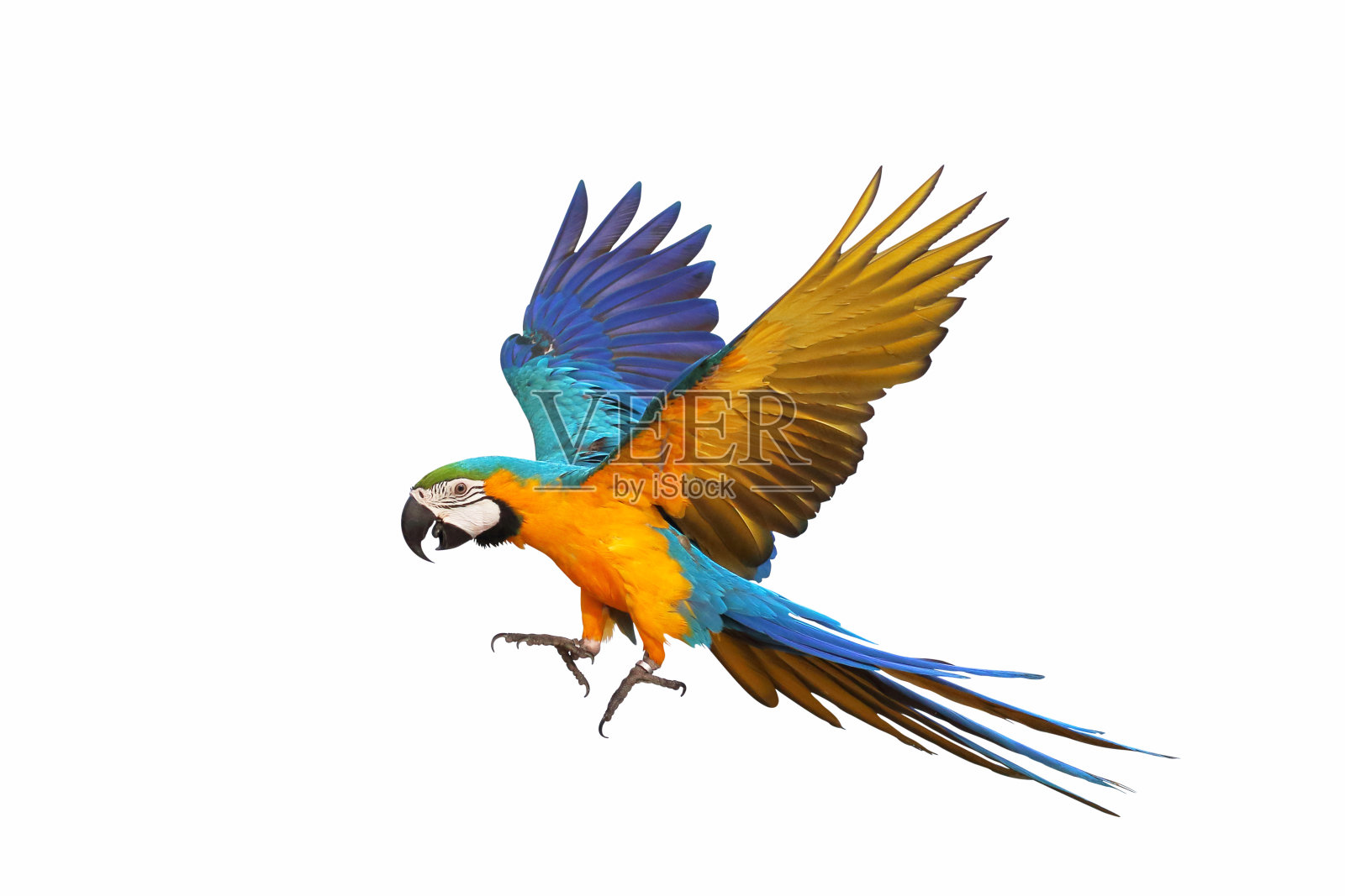 鹦鹉照片摄影图片