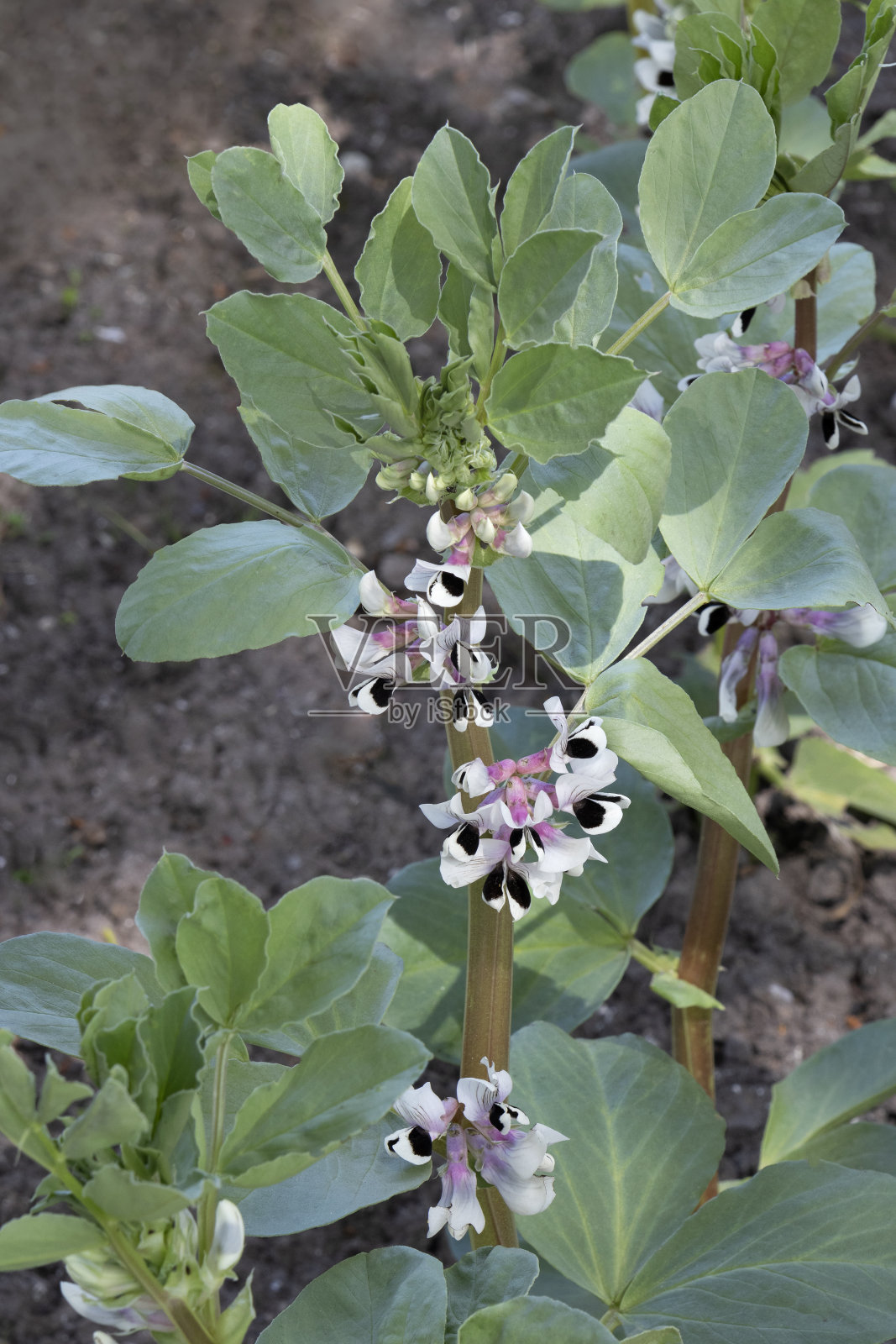 户外有花的蚕豆植物照片摄影图片