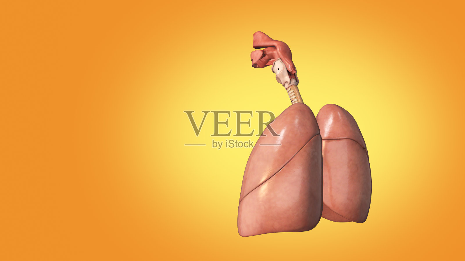 肺肺的医学结构照片摄影图片