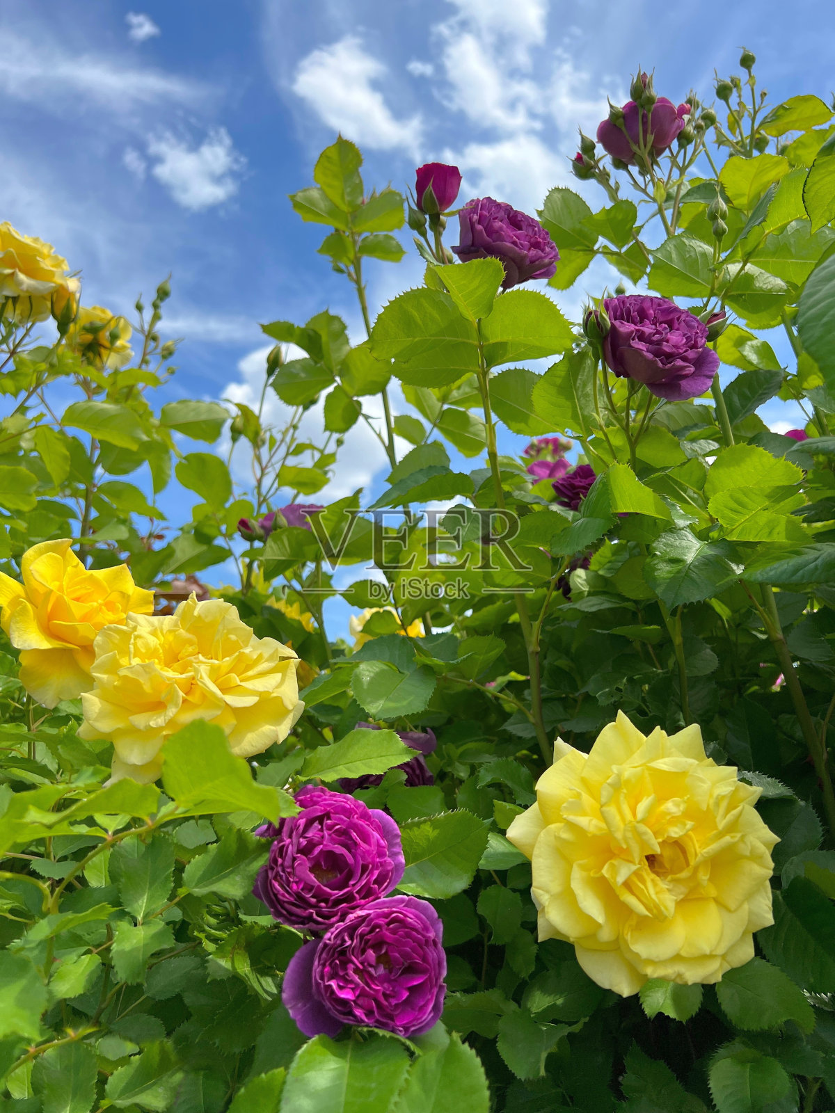 玫瑰花黄紫色的花丛在玫瑰园。照片摄影图片