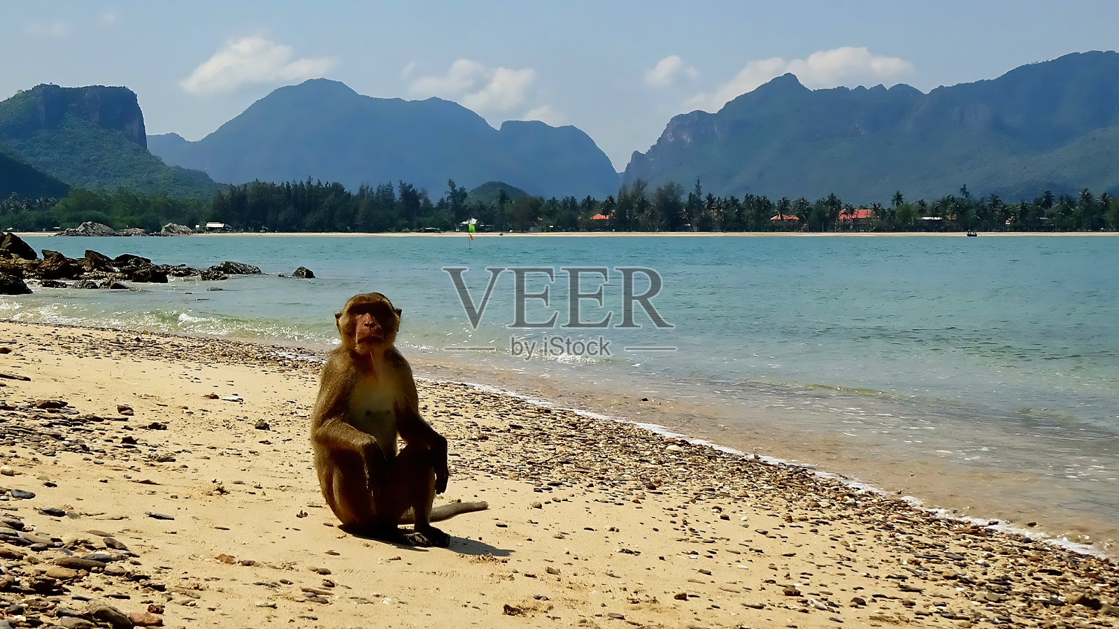 泰国科拉姆岛上的猴子。照片摄影图片