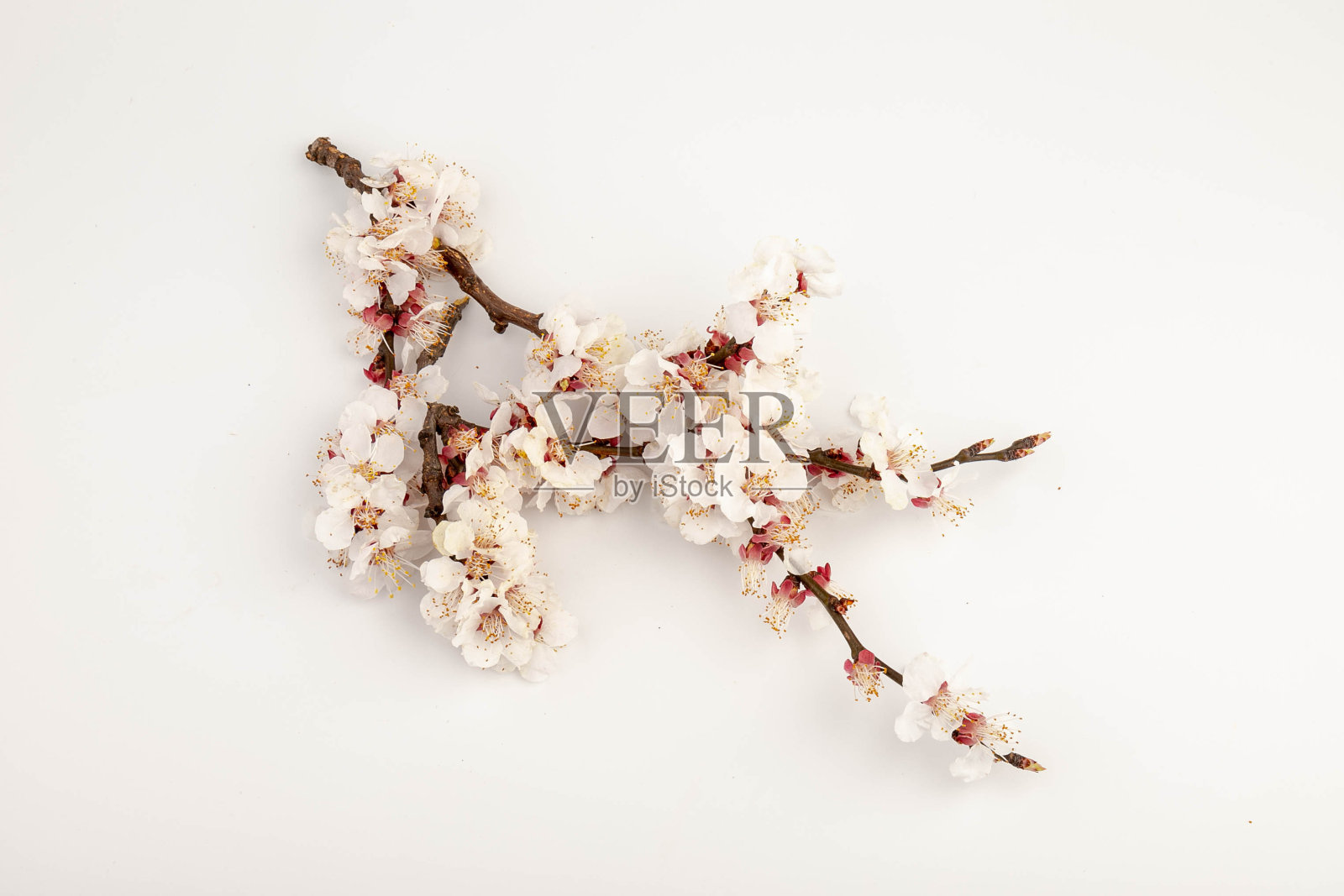 开花果枝。开花的果枝。白色背景上的杏花照片摄影图片