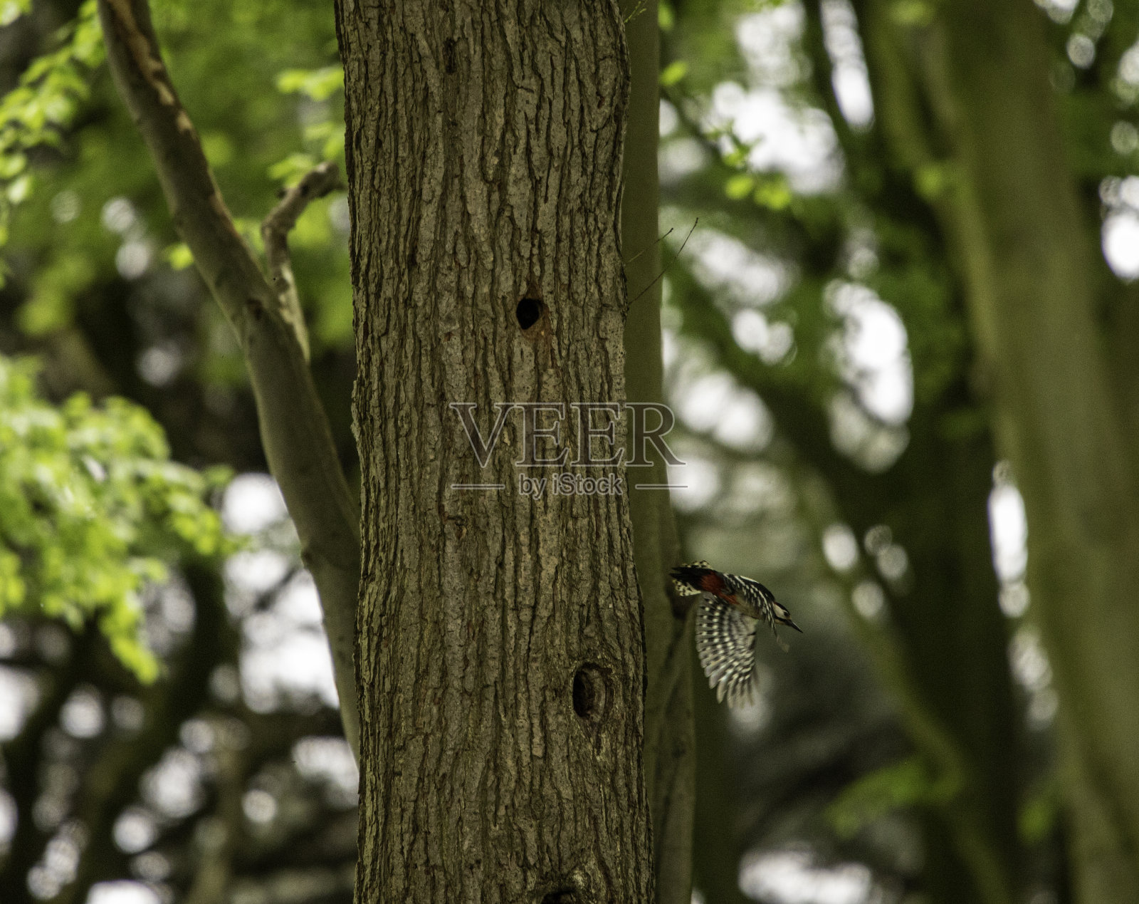 啄木鸟跳了出来照片摄影图片