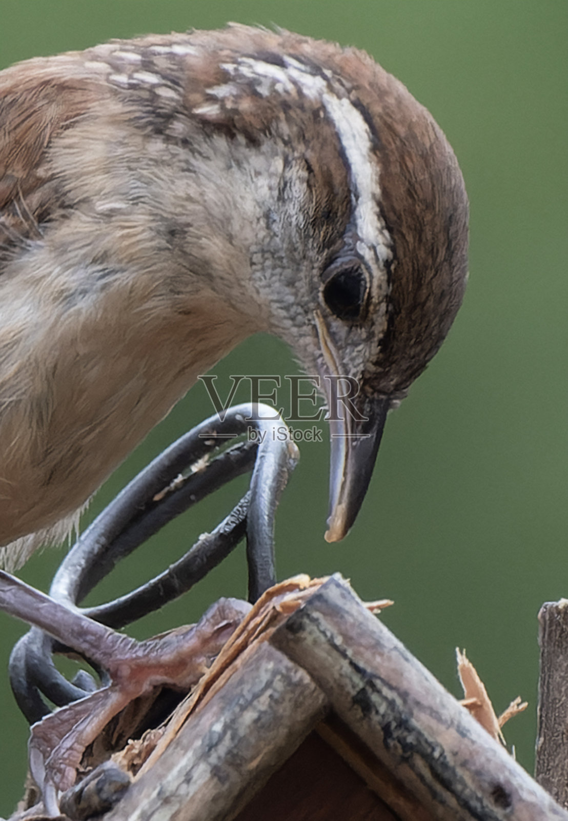 一只小鹪鹩来到鸟屋的屋顶上照片摄影图片