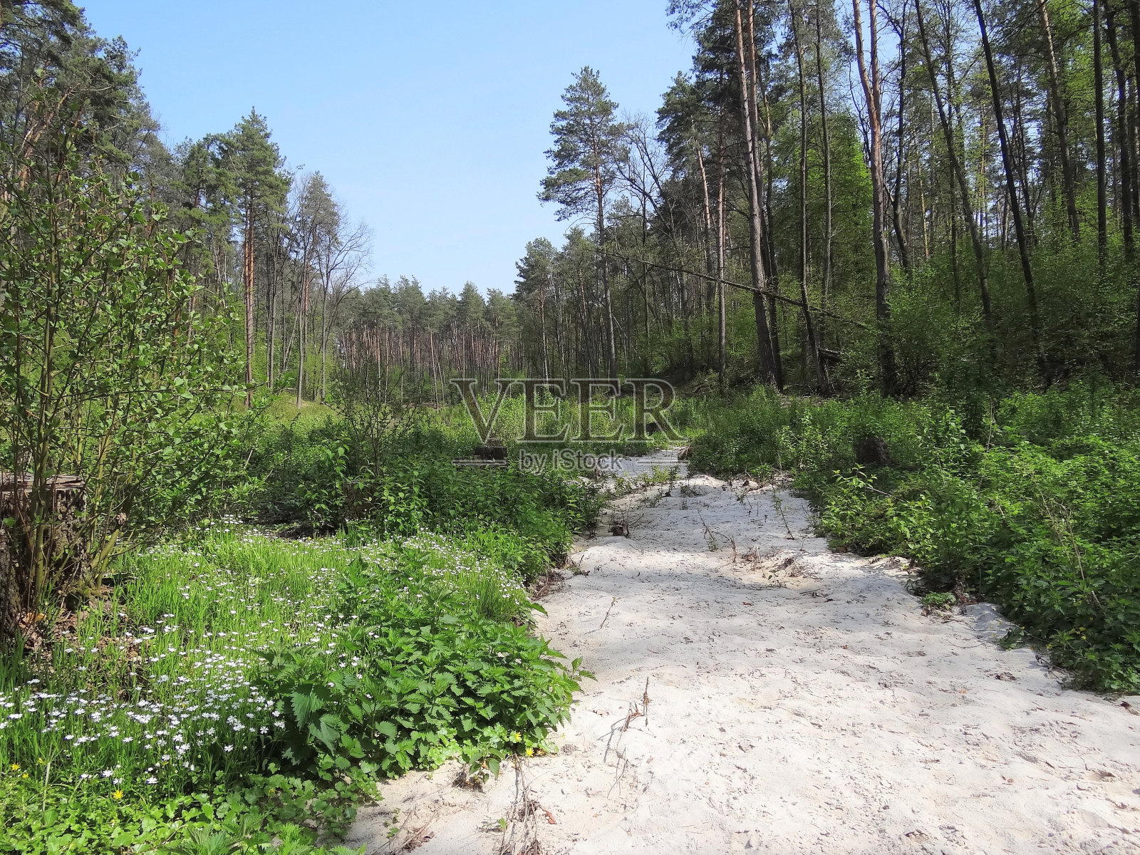 一条长而白的沙路，在绿色的植被中干涸的河床上照片摄影图片