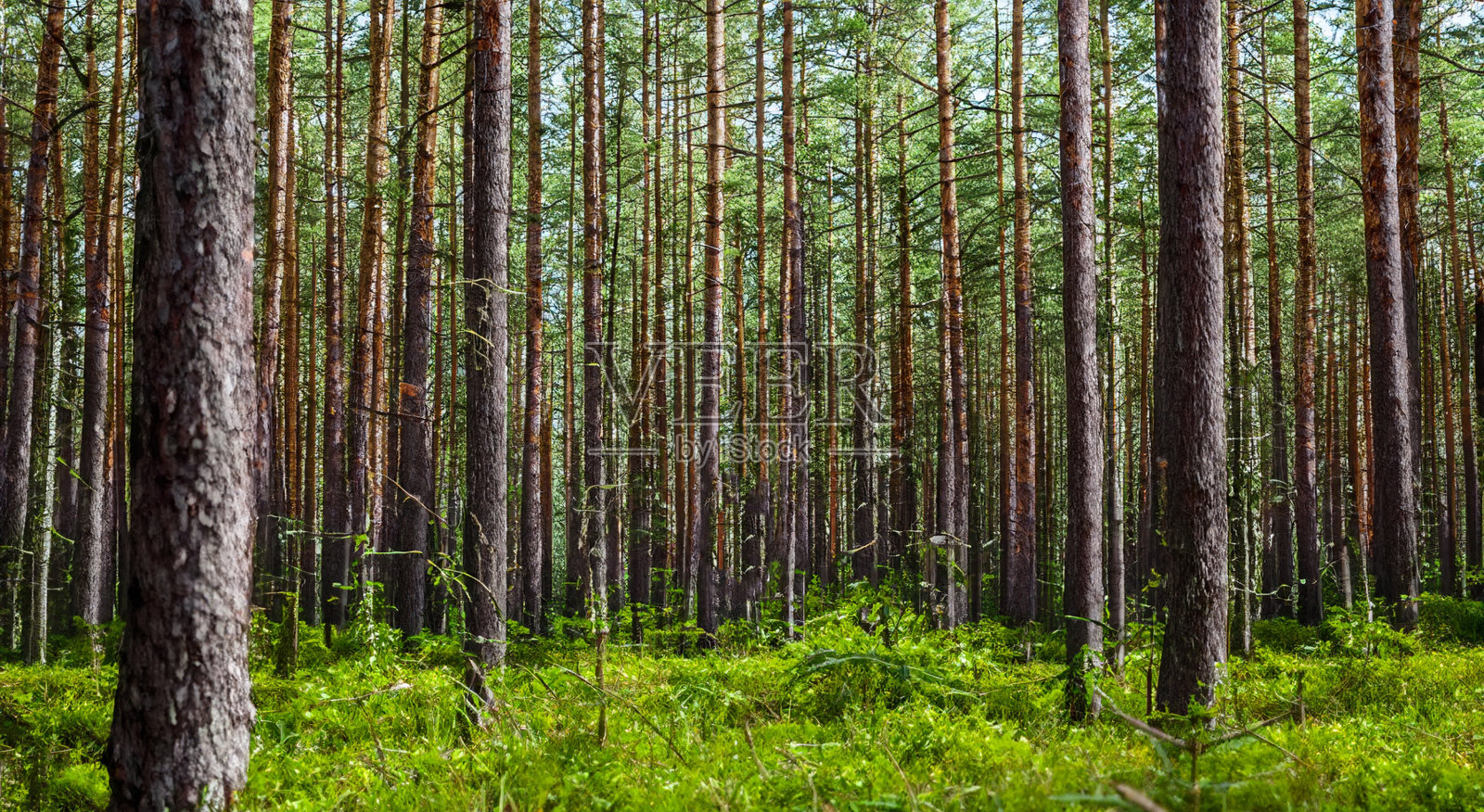 美丽的森林，高大的松树照片摄影图片
