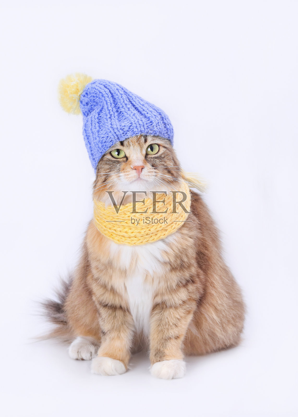 戴着黄色编织围巾和蓝色编织帽子的猫。可爱的小猫穿着针织的衣服。宠物护理。猫的肖像。刺绣照片摄影图片