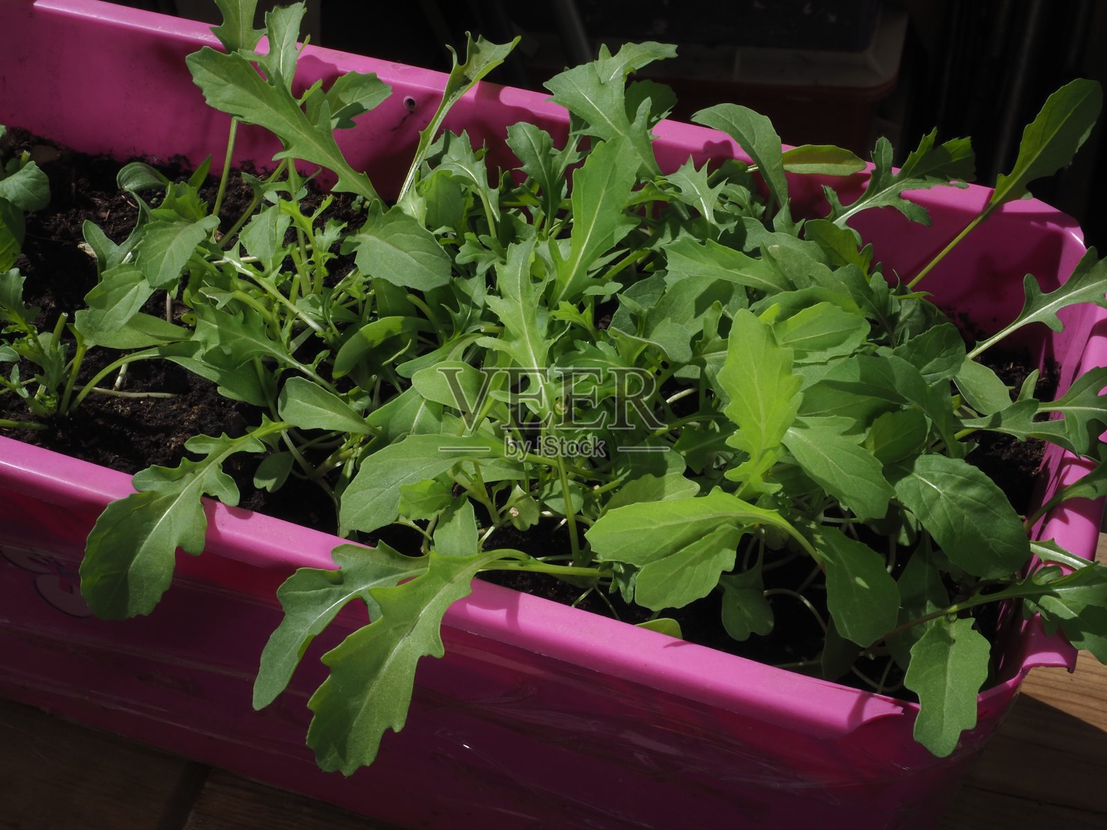 窗台上的锅里有芝麻菜照片摄影图片