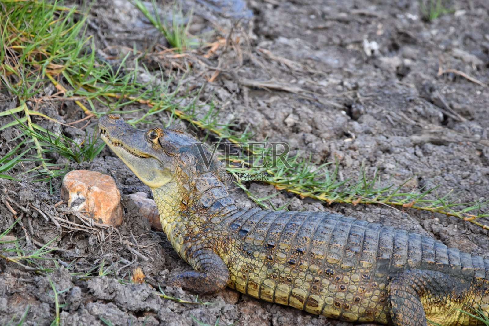 眼镜凯门鳄或凯门鳄照片摄影图片